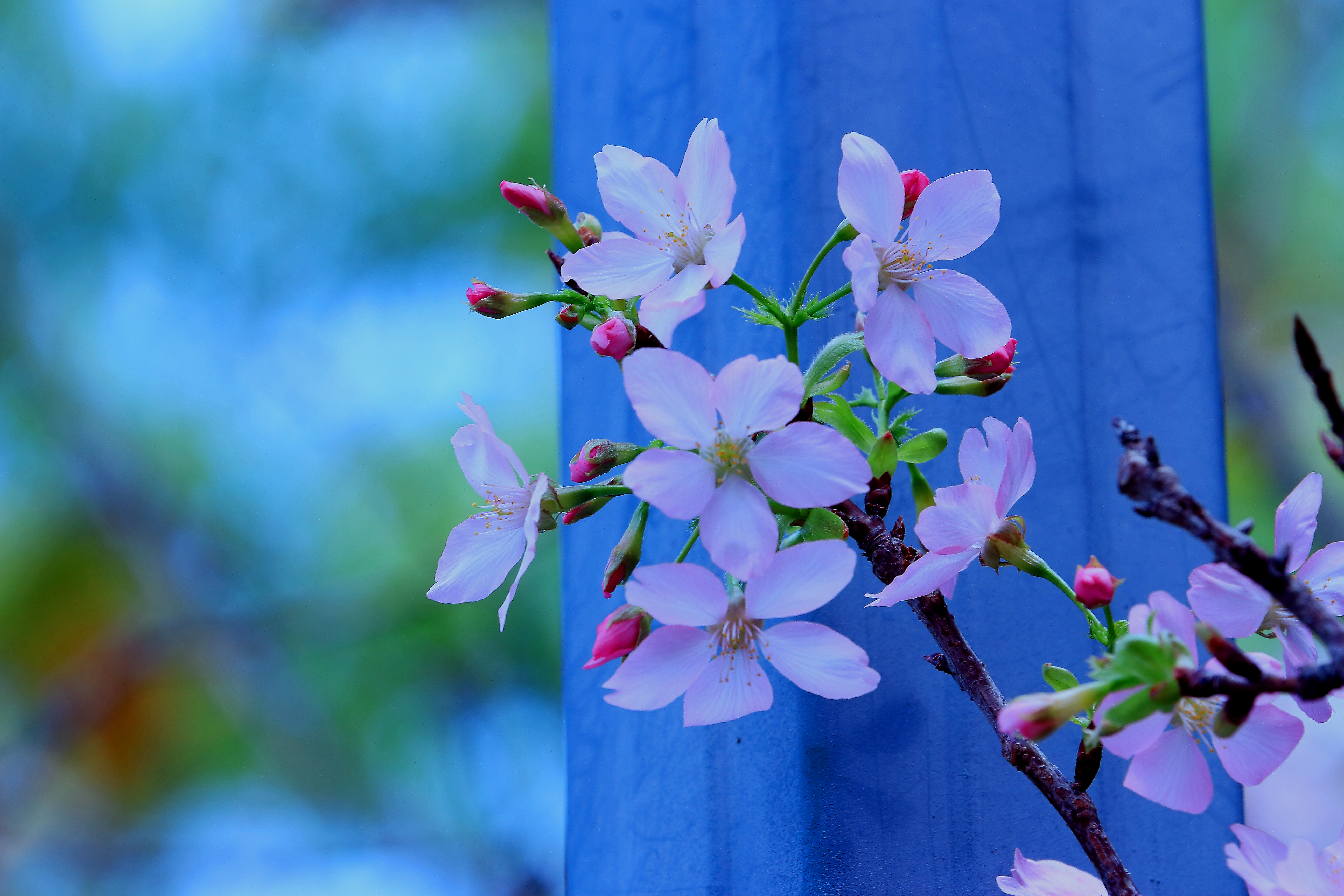 樱花-6.JPG