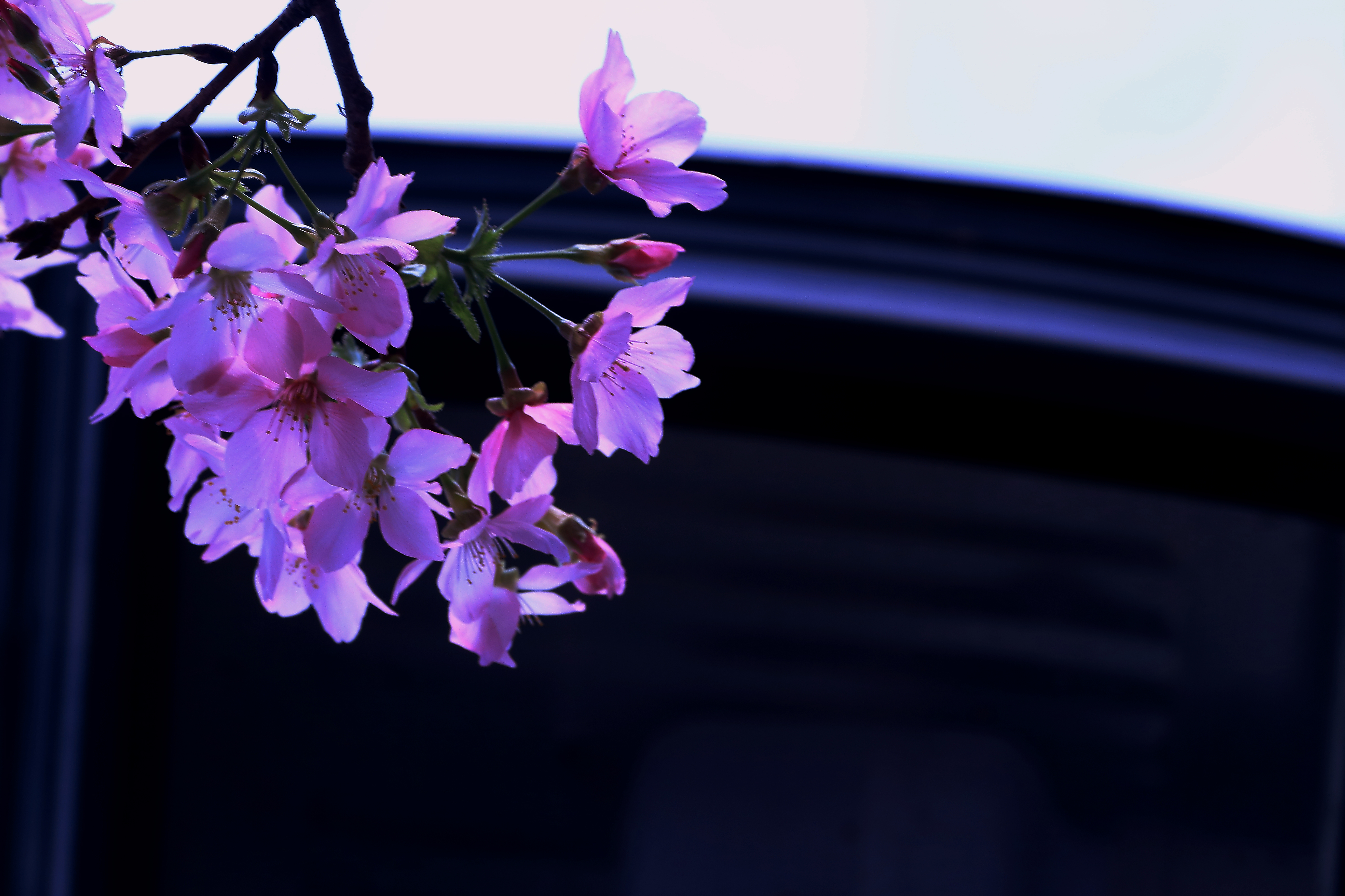 樱花-9.JPG