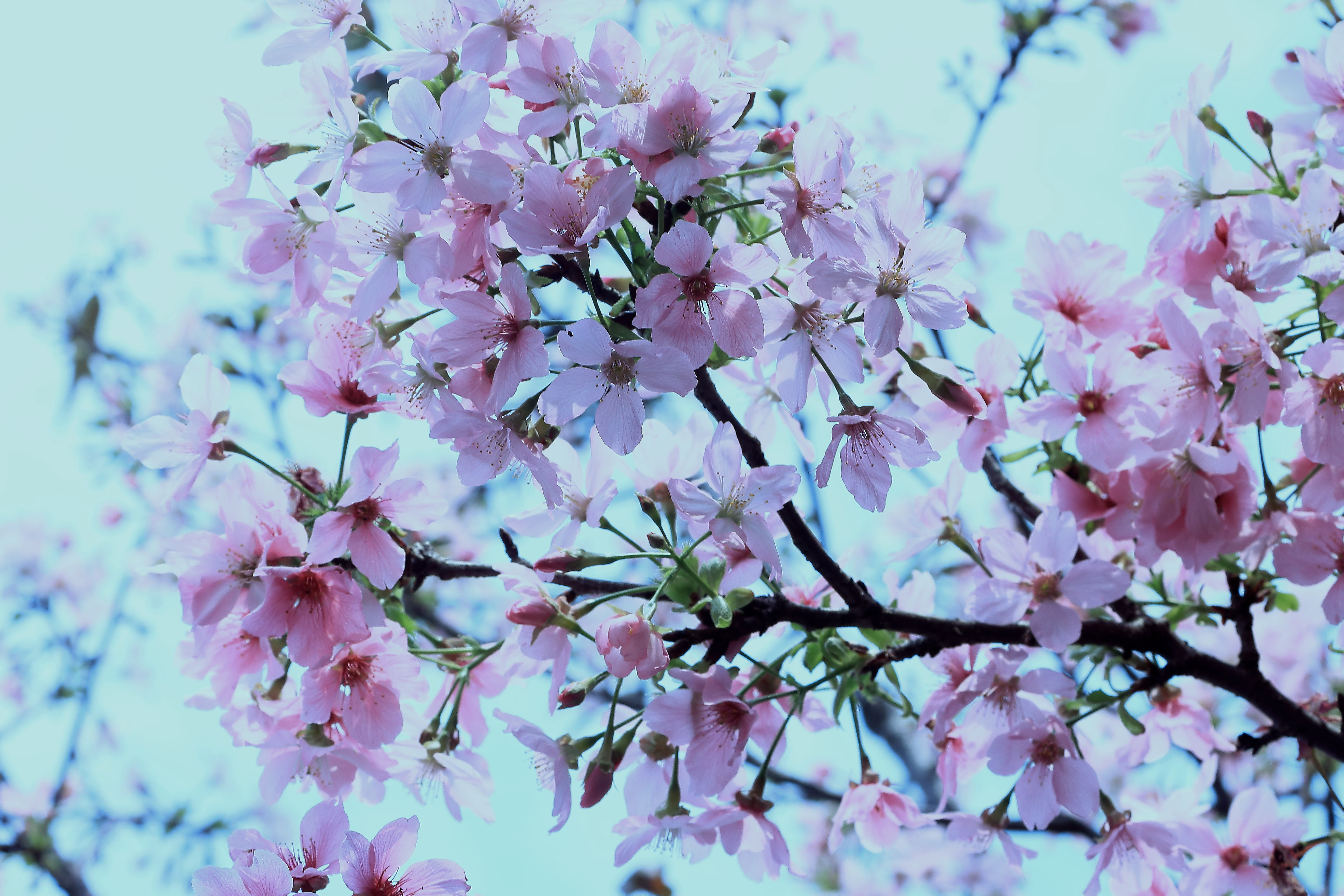 樱花-8.JPG