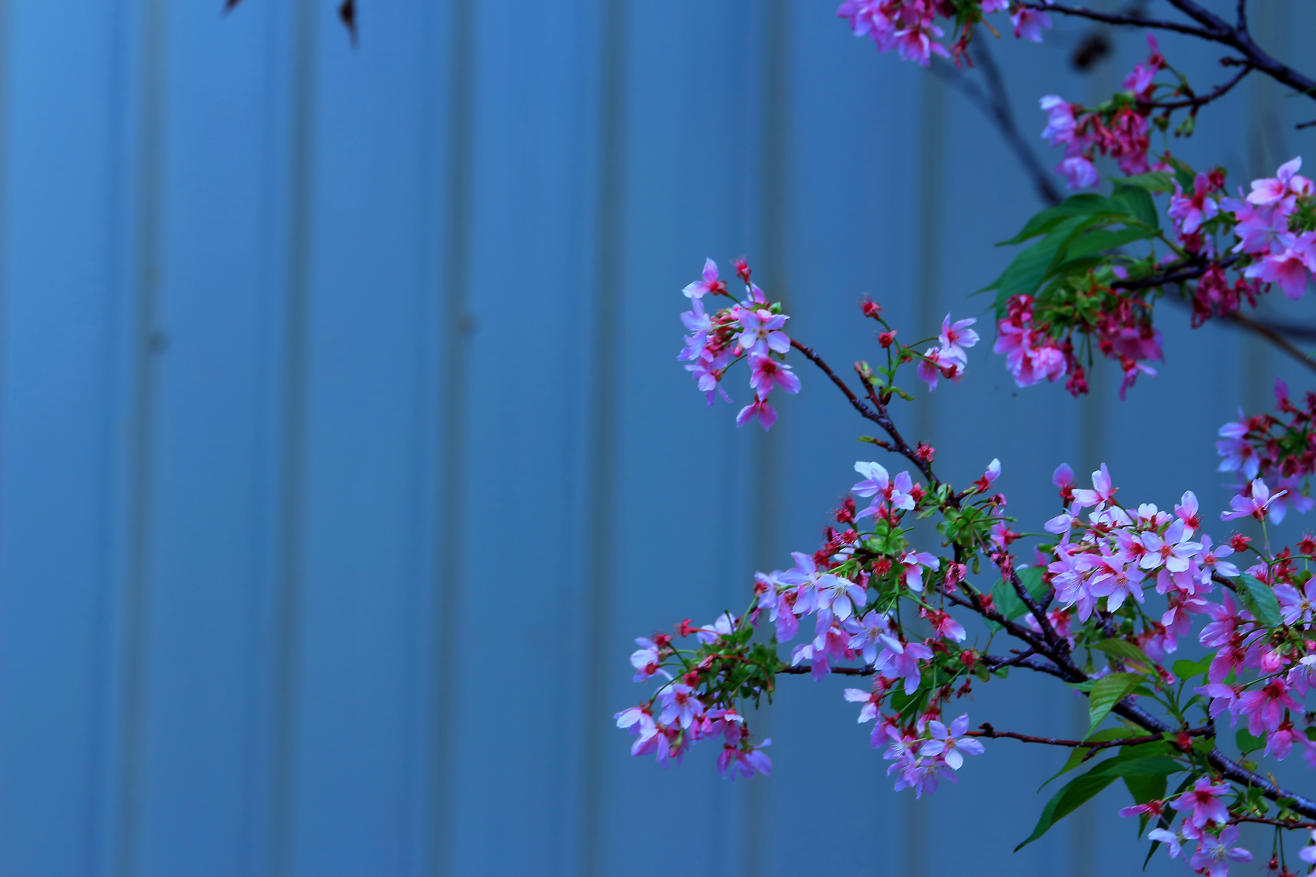 樱花-11.JPG