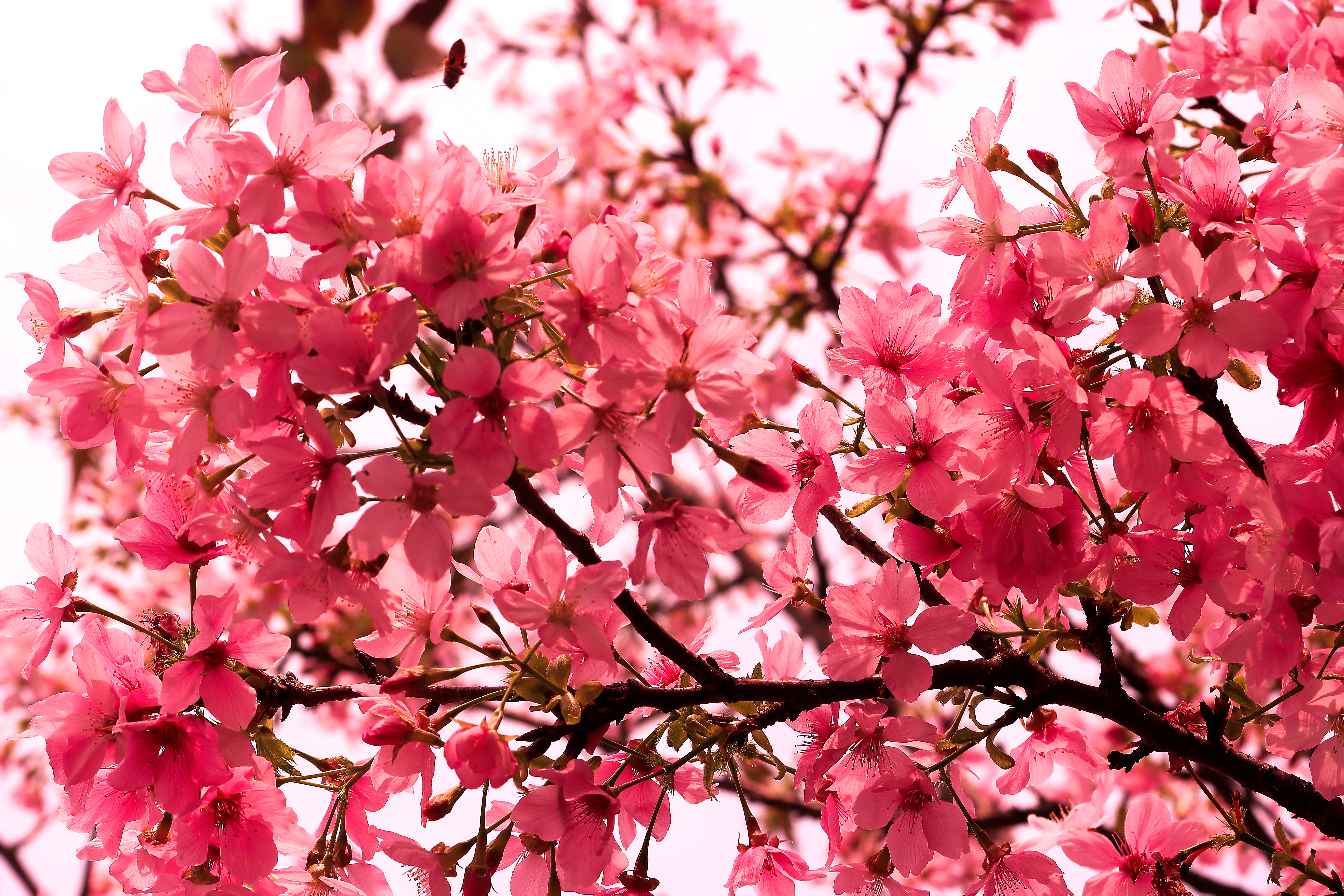 樱花-1.JPG