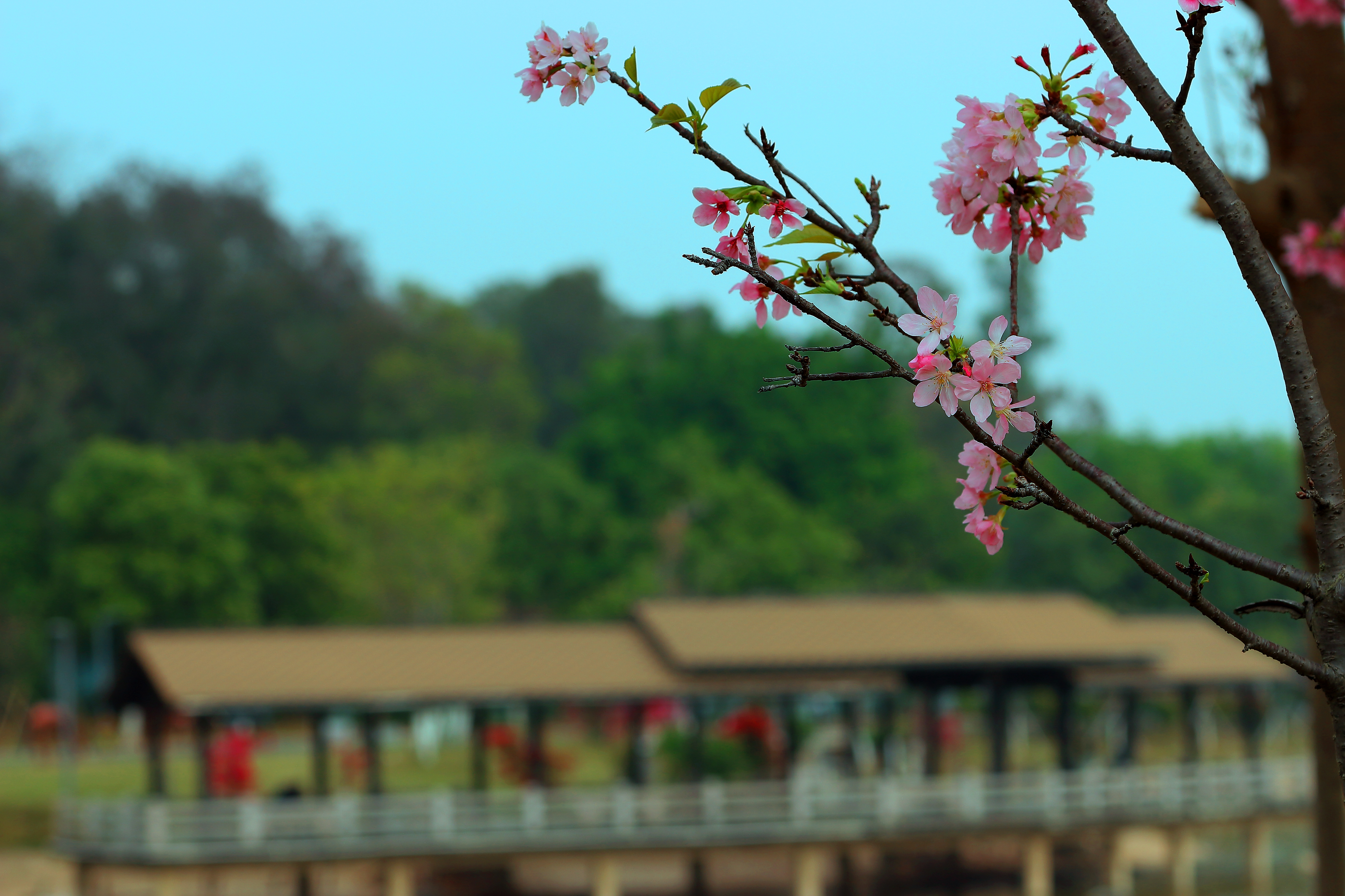 樱花-3.JPG