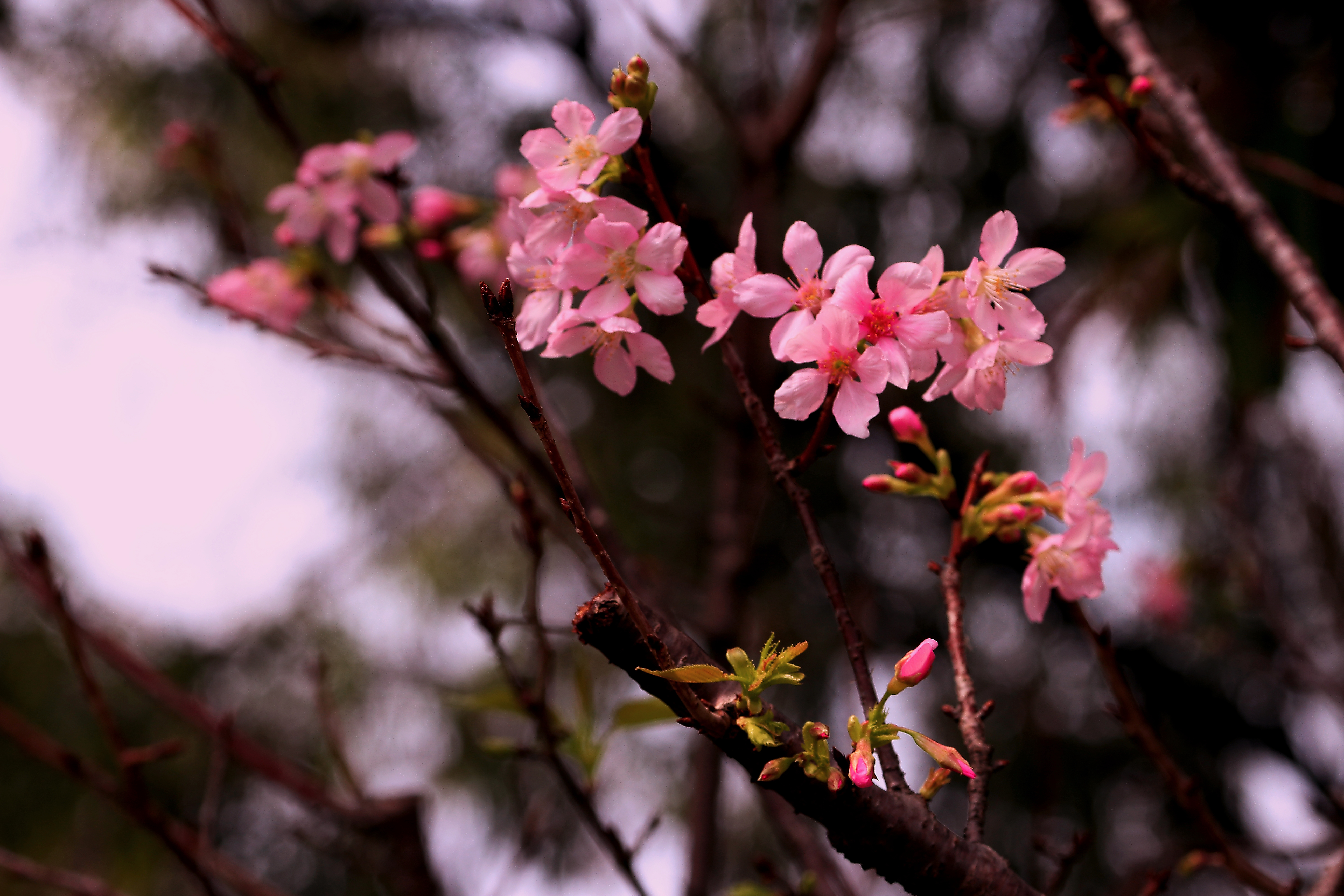 樱花-7.JPG