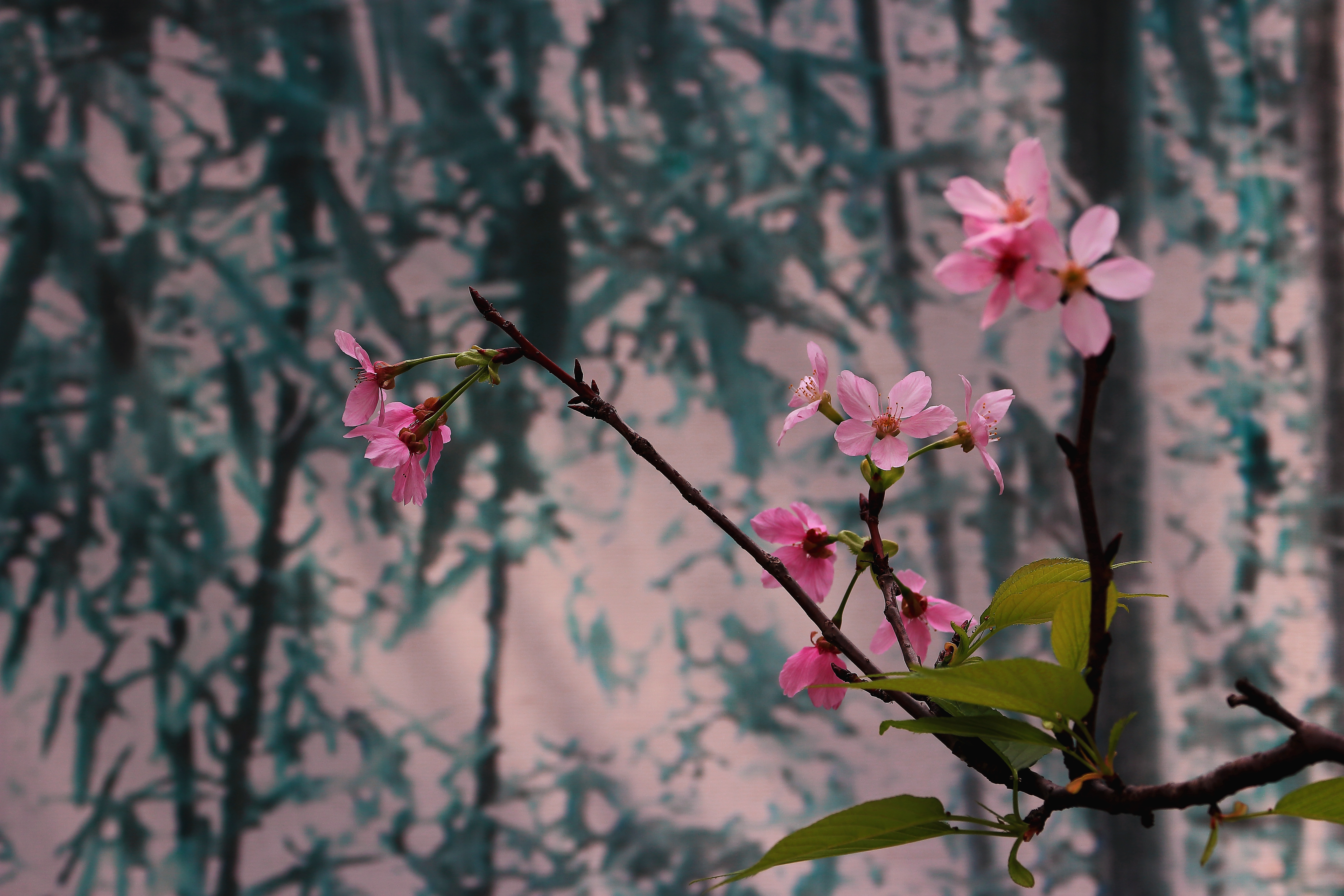 樱花-2.JPG