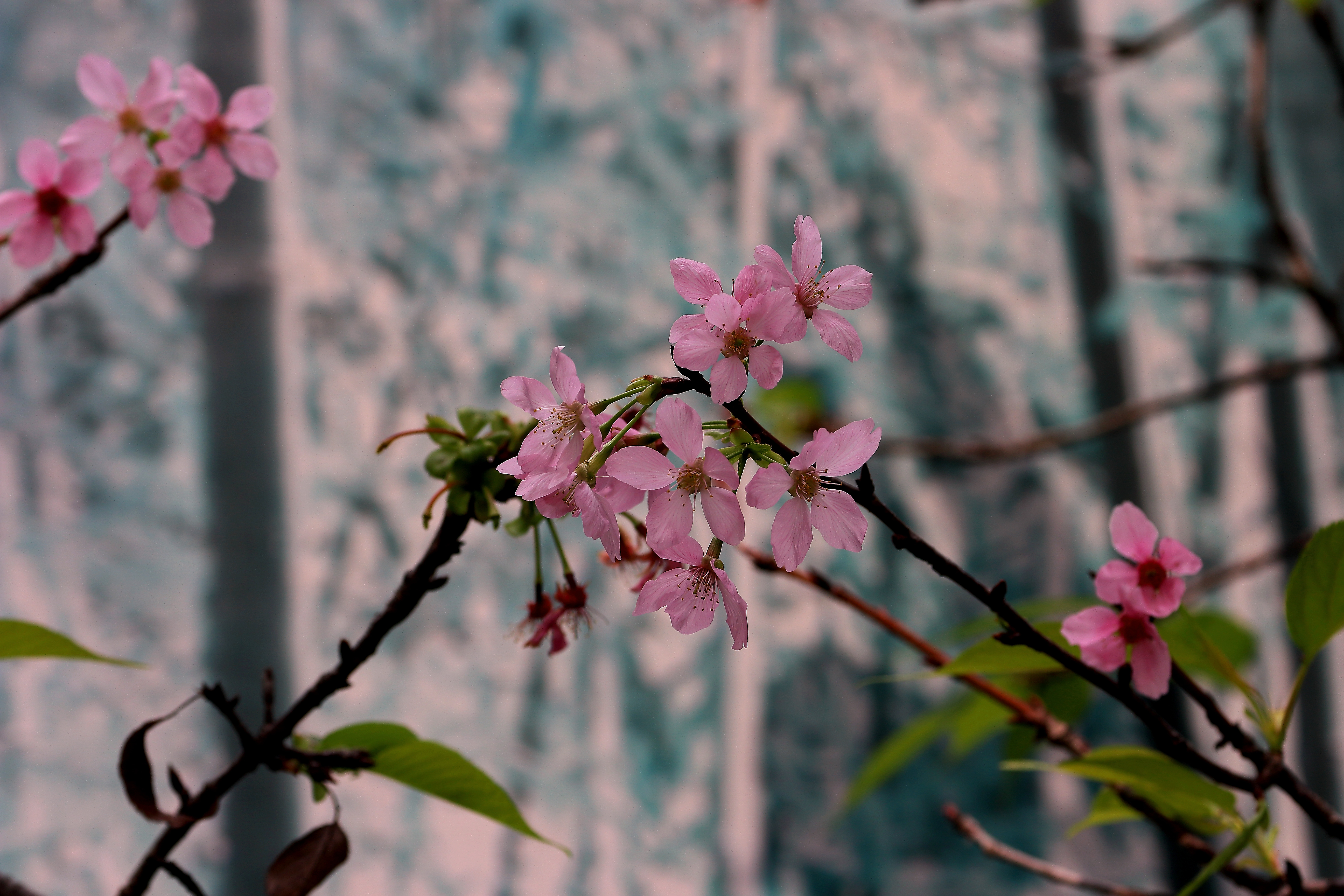 樱花-14.JPG
