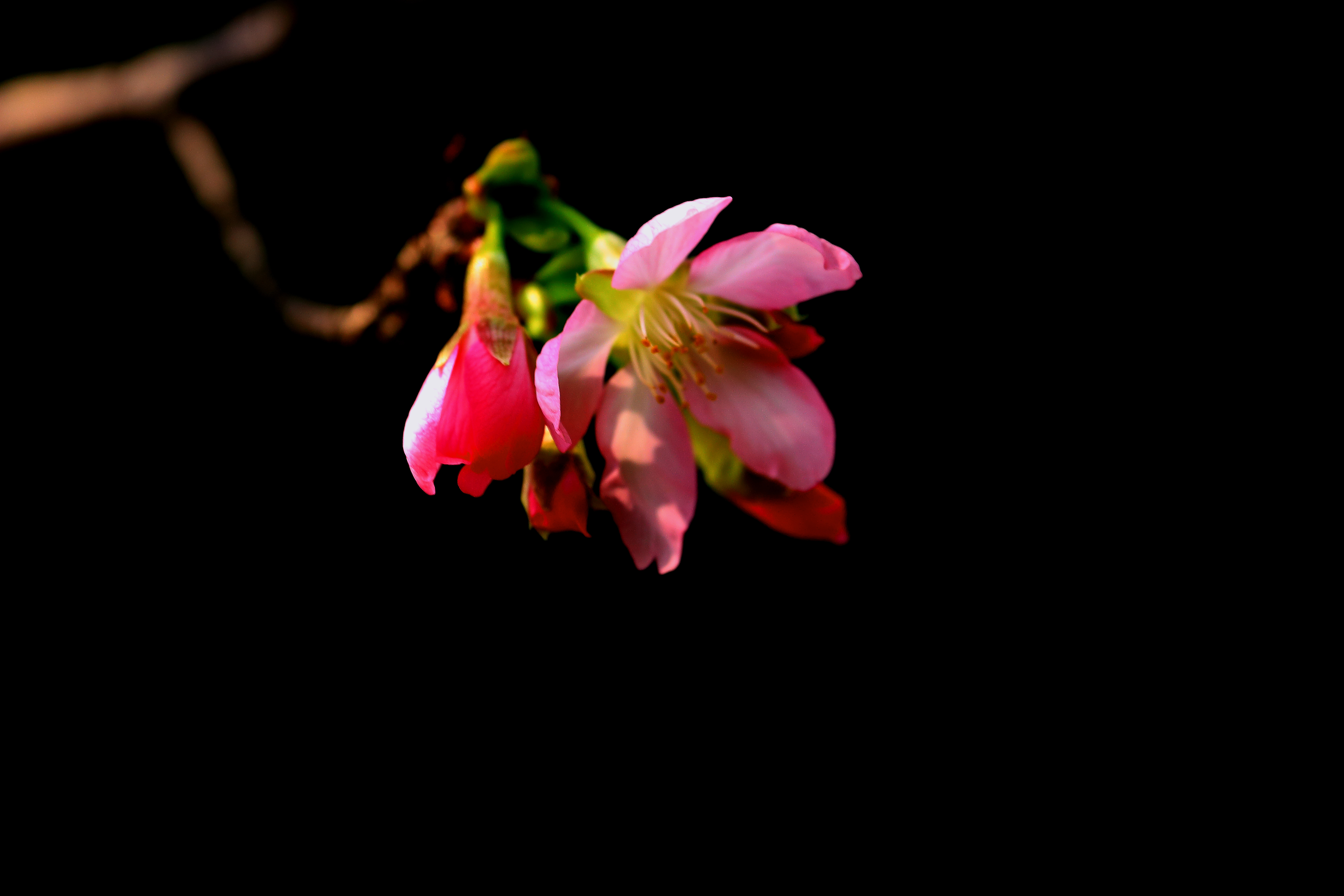 樱花-15.JPG