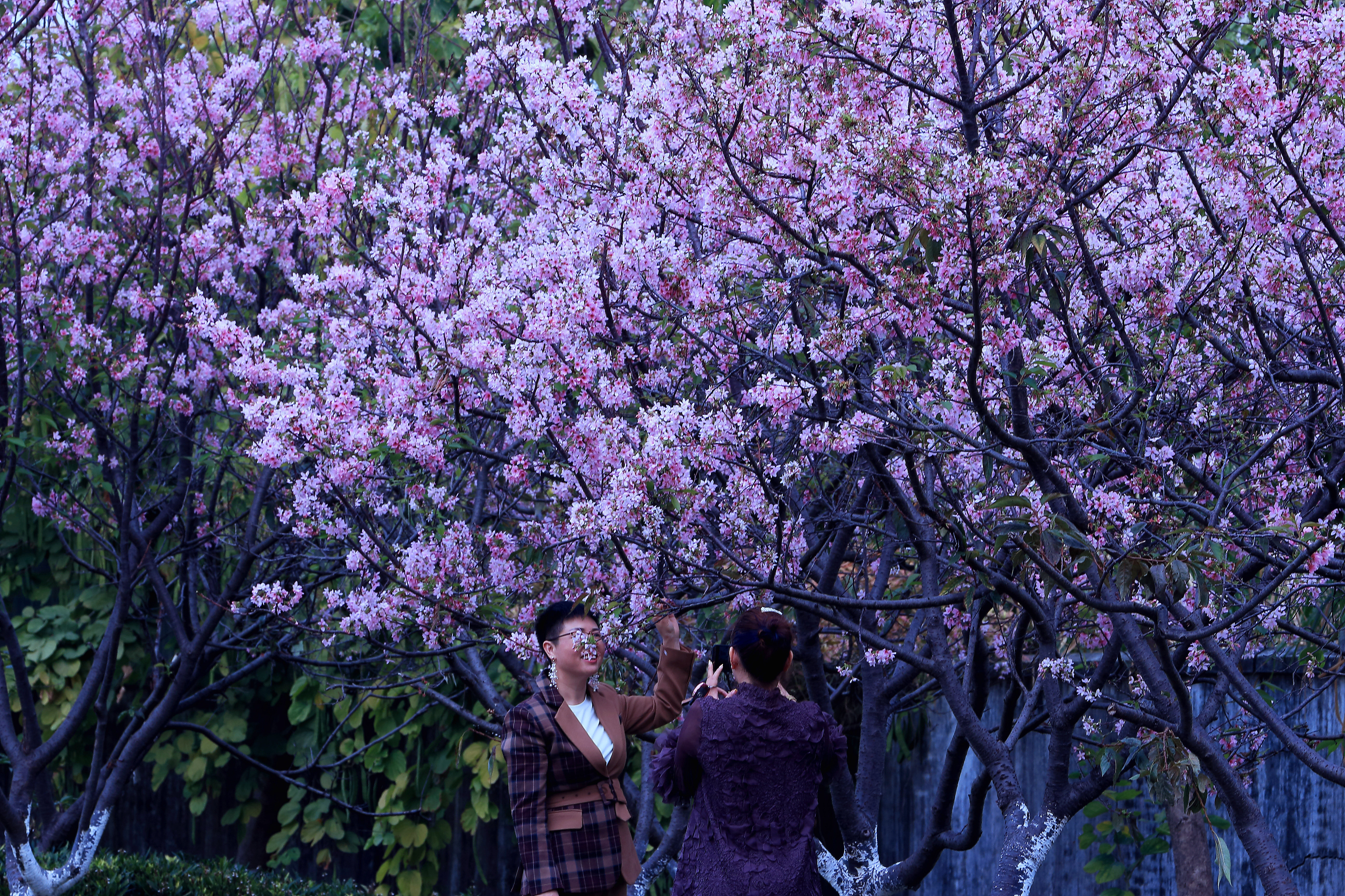 樱花-13.JPG