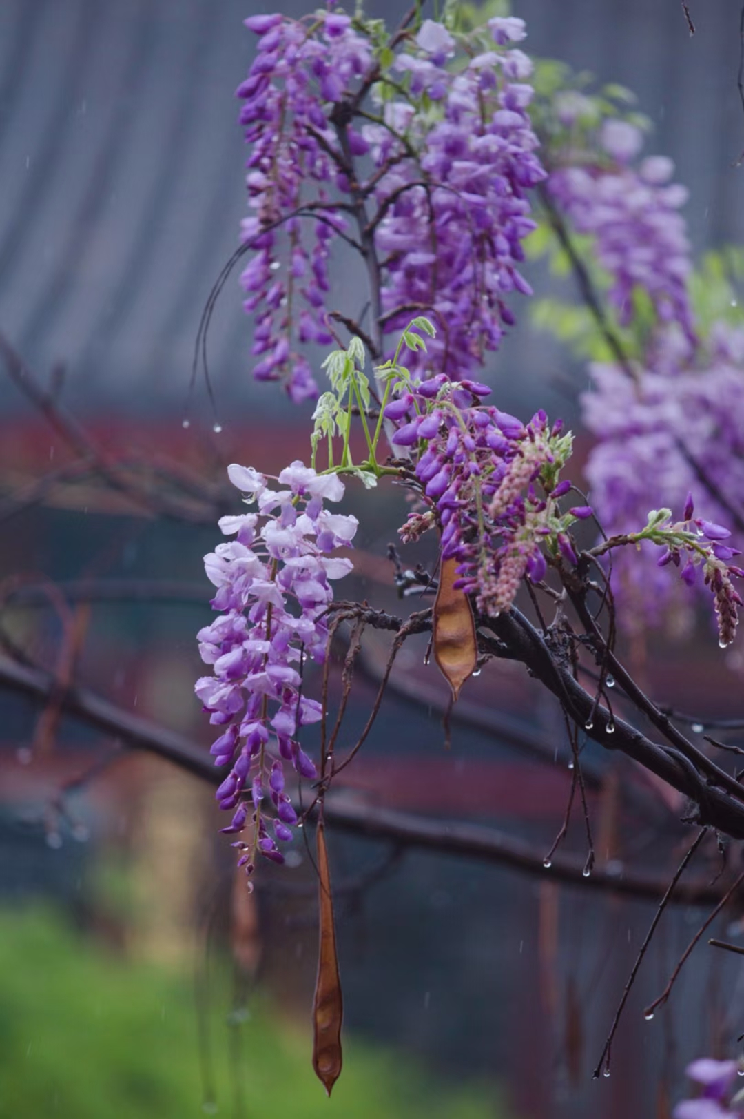 各种雨中花的图片图片