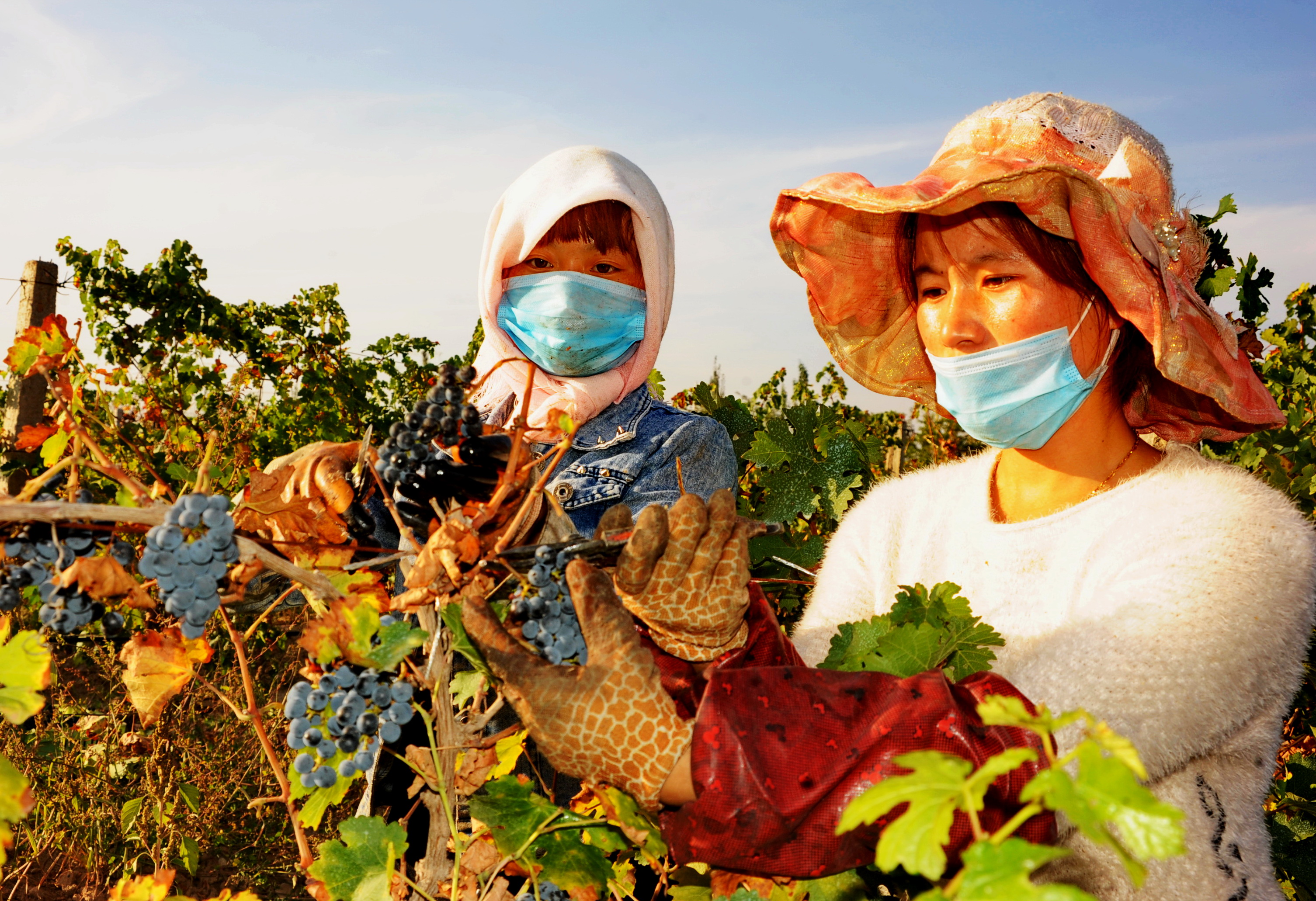 自宁夏西海固山区异地移民搬迁来到引黄灌区的18岁女孩黑麦花姐妹俩在