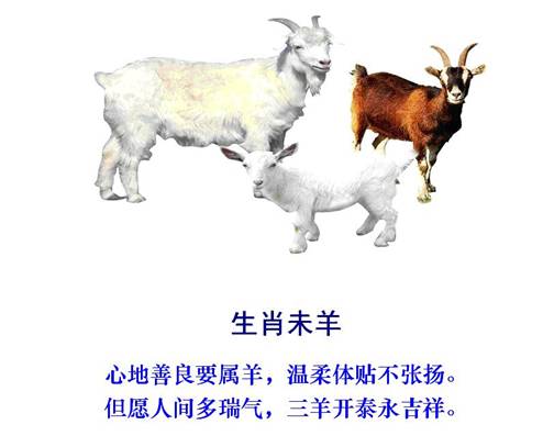 8羊.jpg