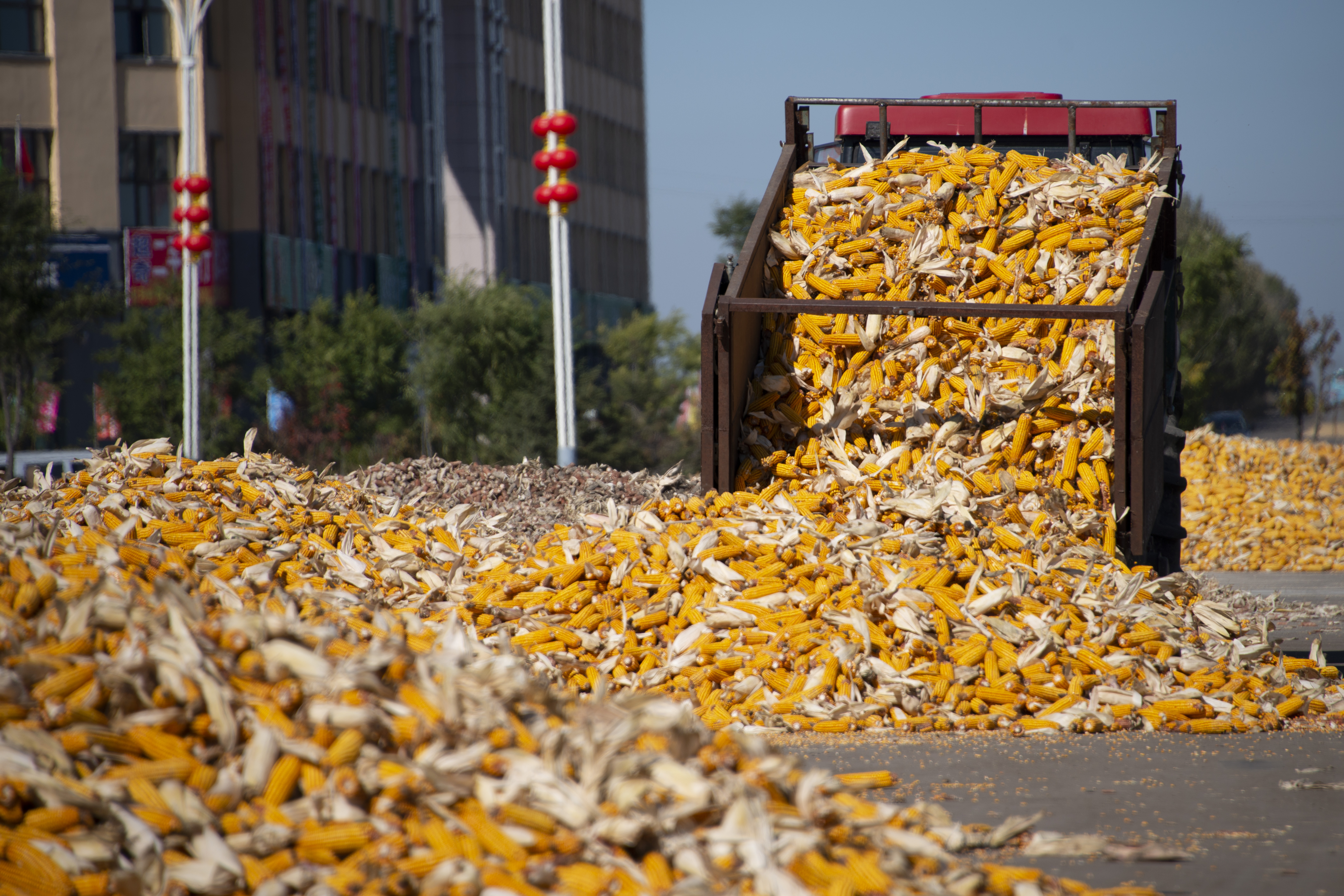 《晒玉米》 王艳 黑龙江省鹤岗市向阳区北疆综合楼506室 13846831703