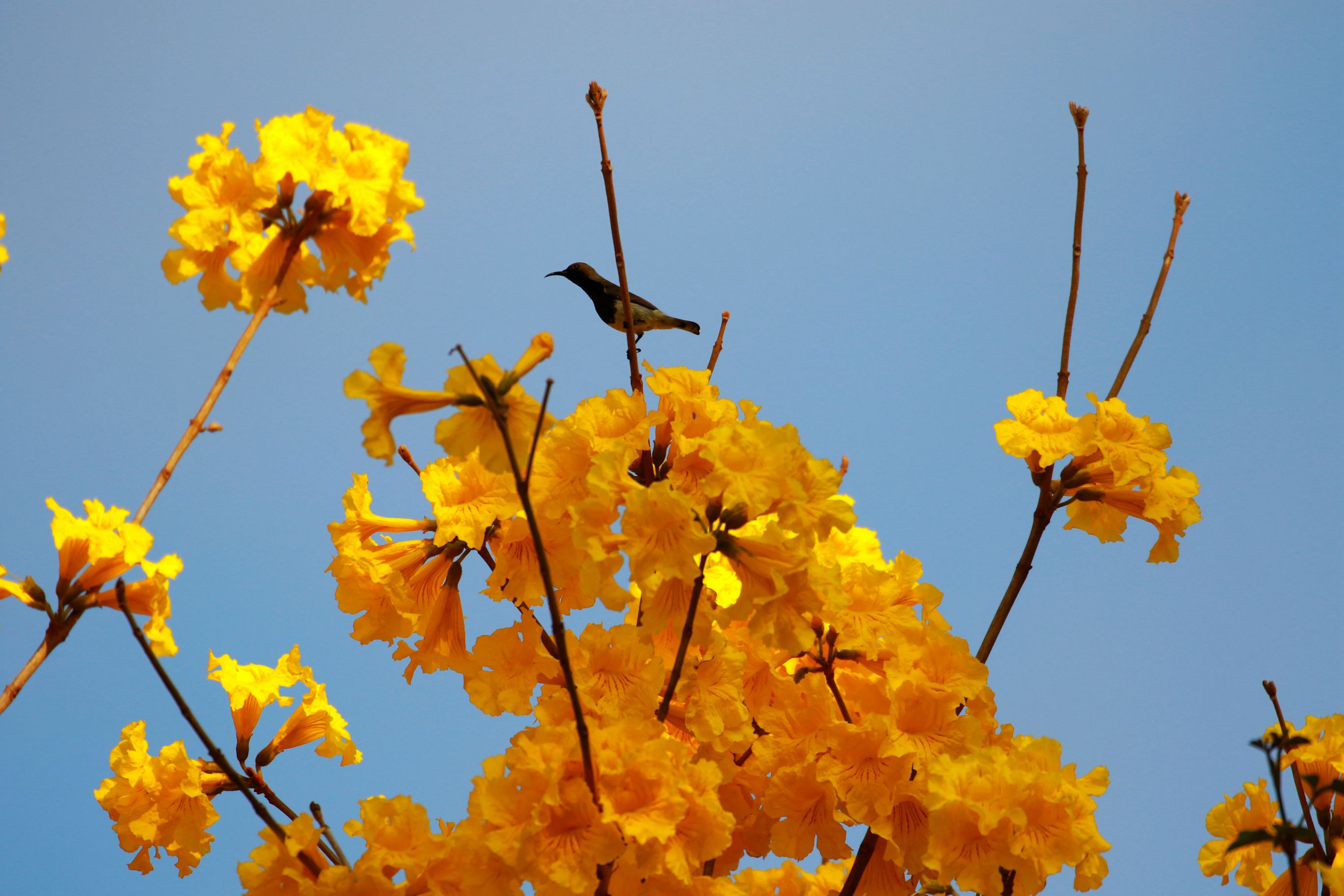 注:风铃系指"风铃黄叶木."于无声处诱精灵.