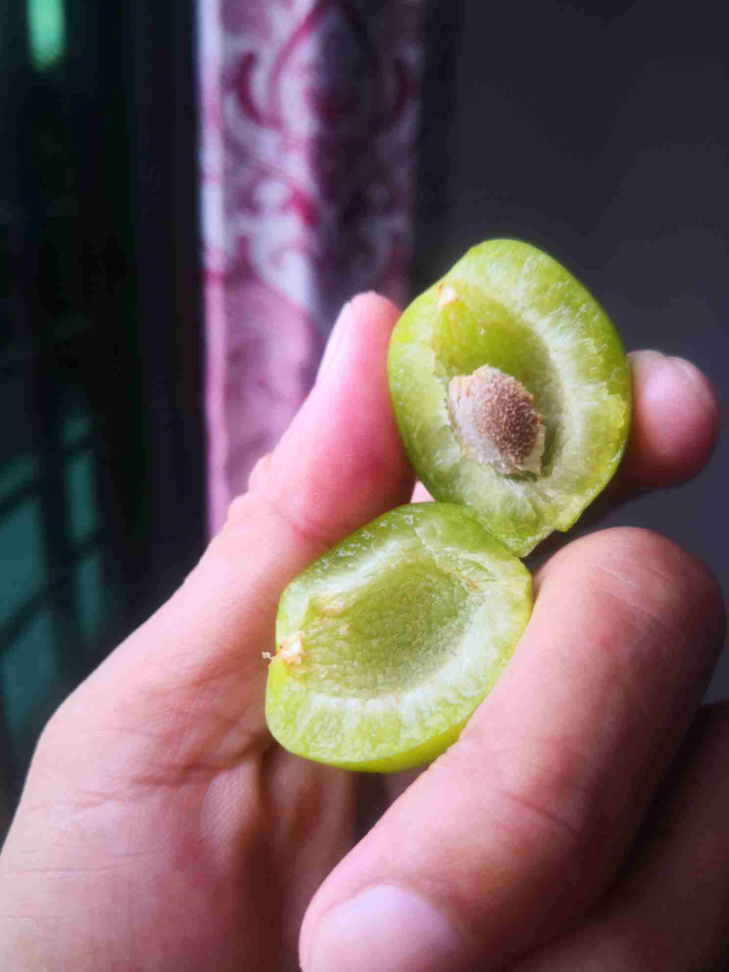 山李子〈散文〉