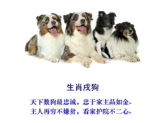 11狗.jpg