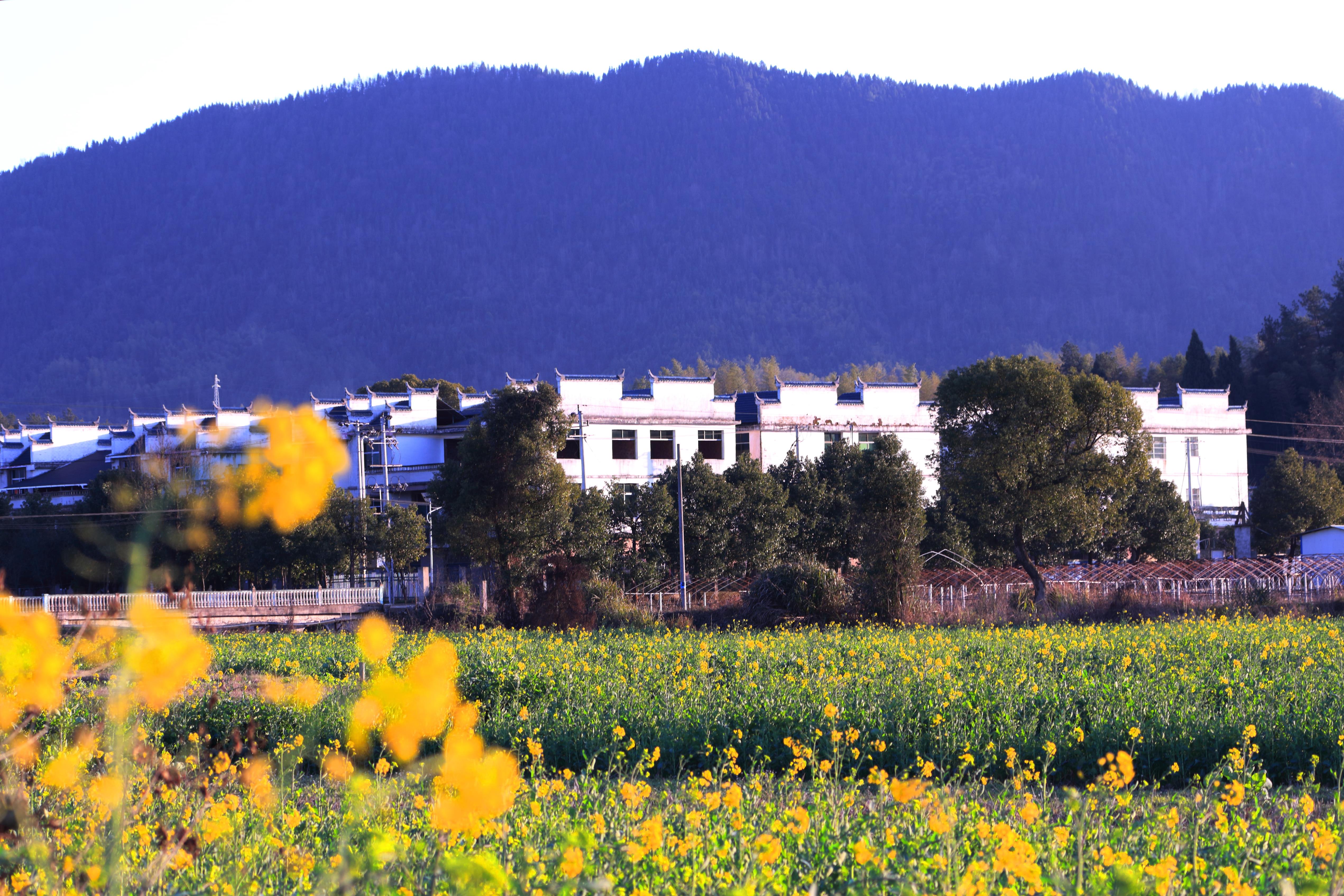 初春大广高速边江西九江修水县何市镇火石村油菜花开