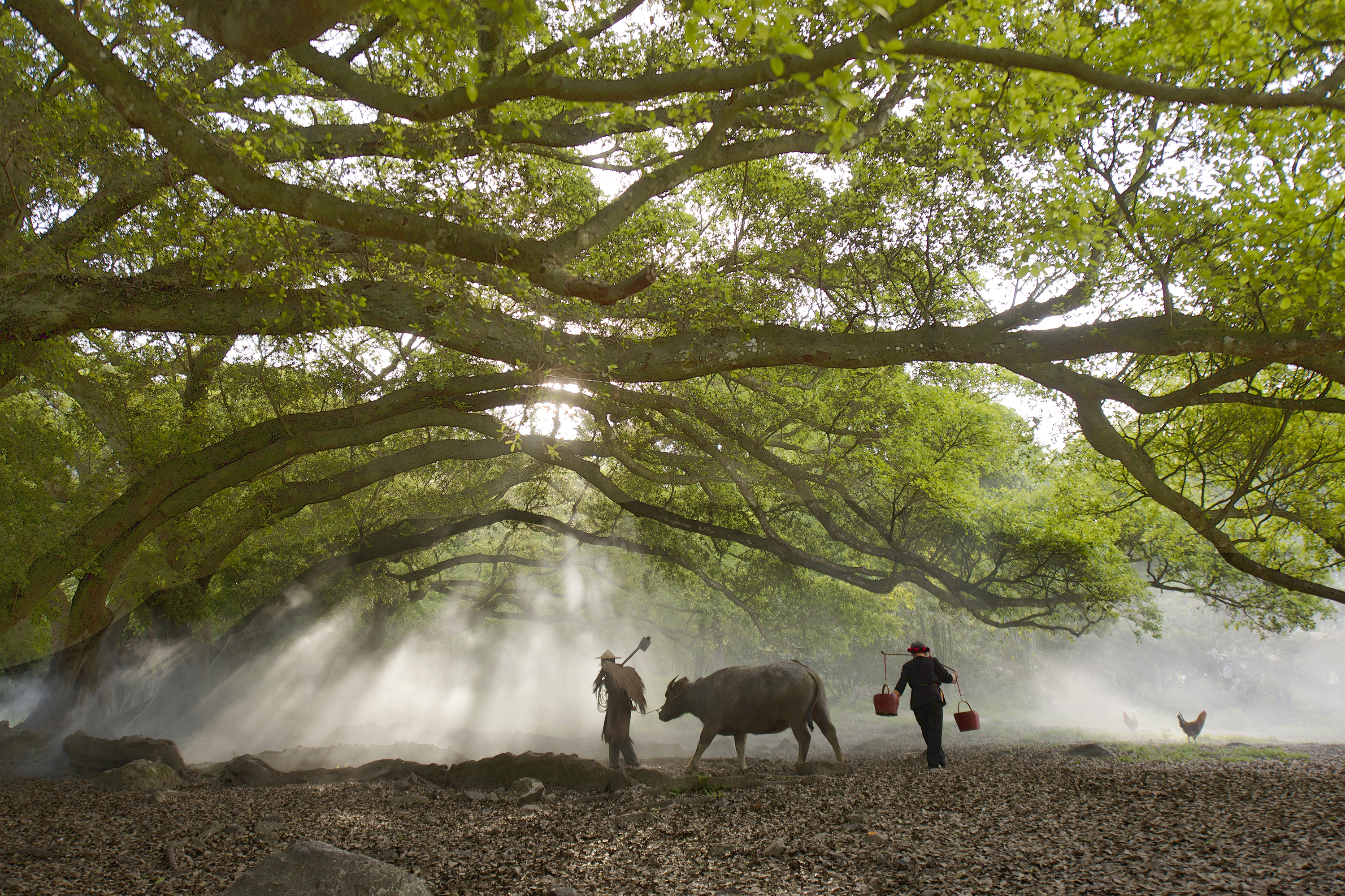 一对农人老夫妻牵着牛,在沐浴着春光的榕树下走向田野.jpg