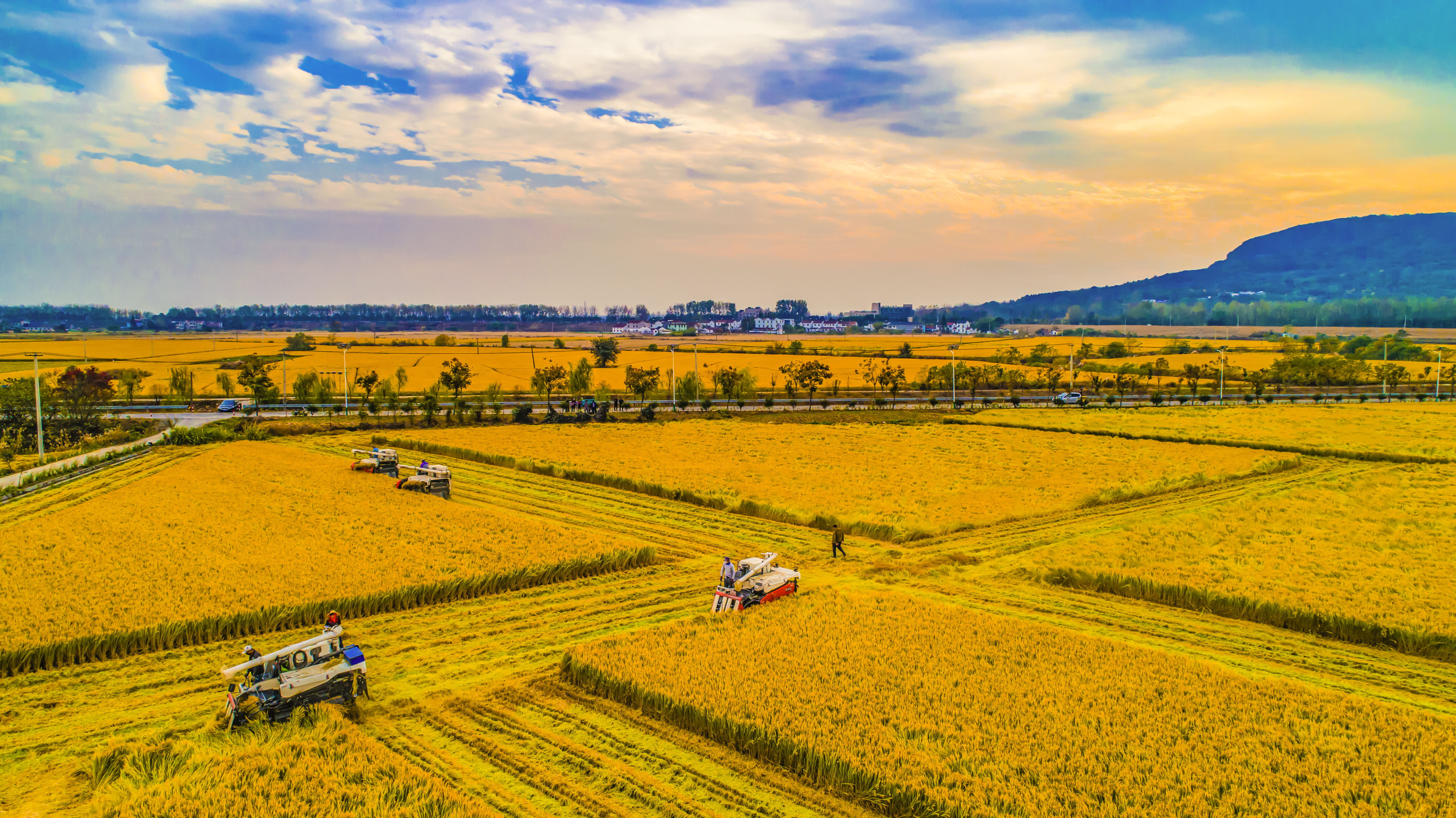 日,摄于国家绿色食品"土桥牌"诊珍珠米水稻种植基地-淳化街道赤山脚下