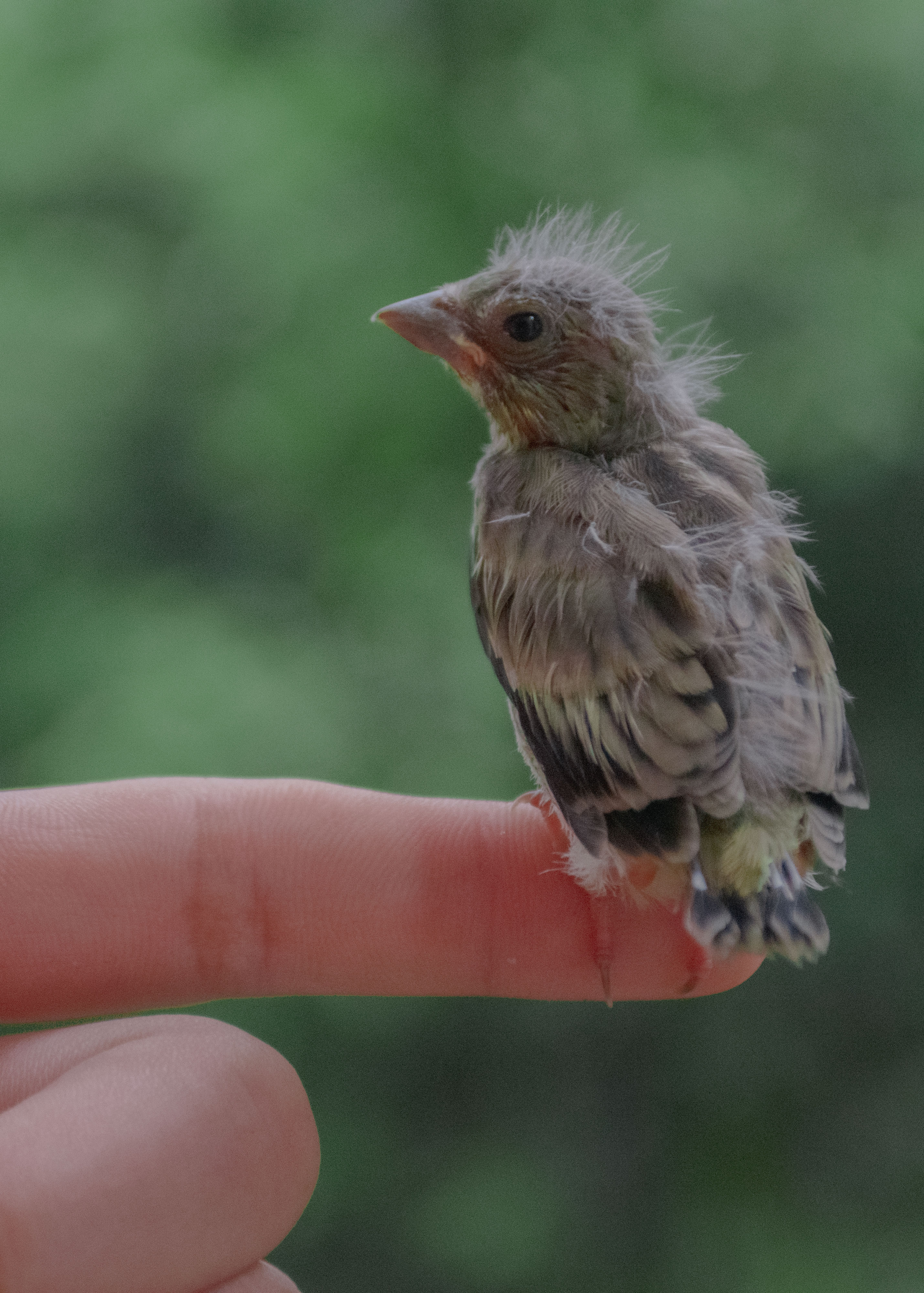 下雨天捡到一只和妈妈走散的小雏鸟,给它喂了一次食后就紧紧地抱着我