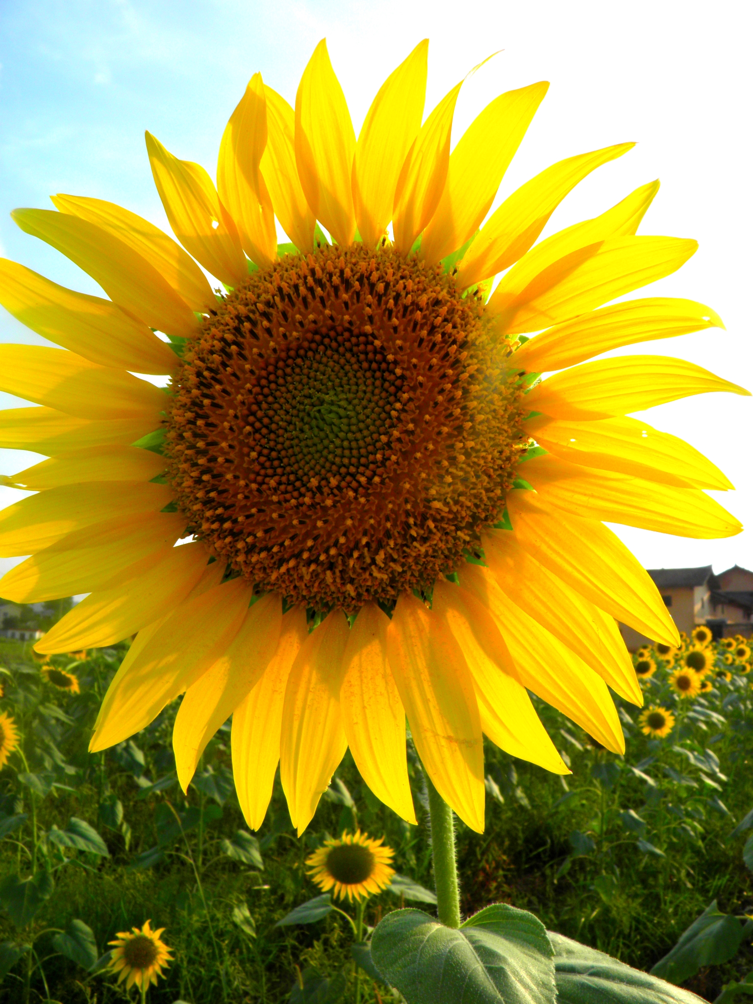 骄人向日葵生命的绽放