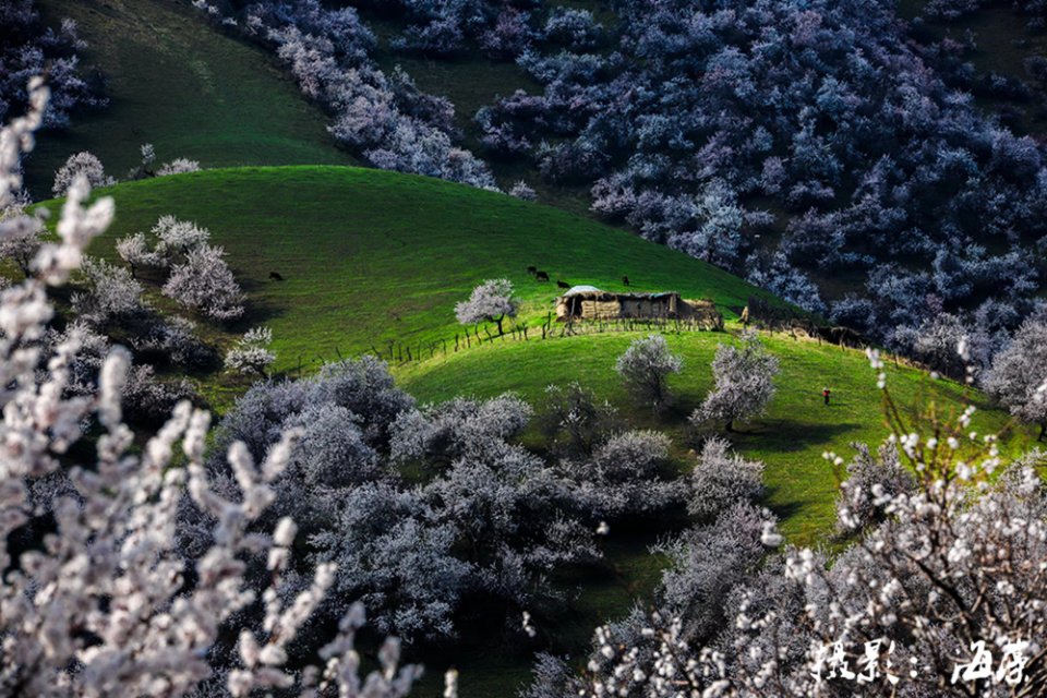花开杏花沟