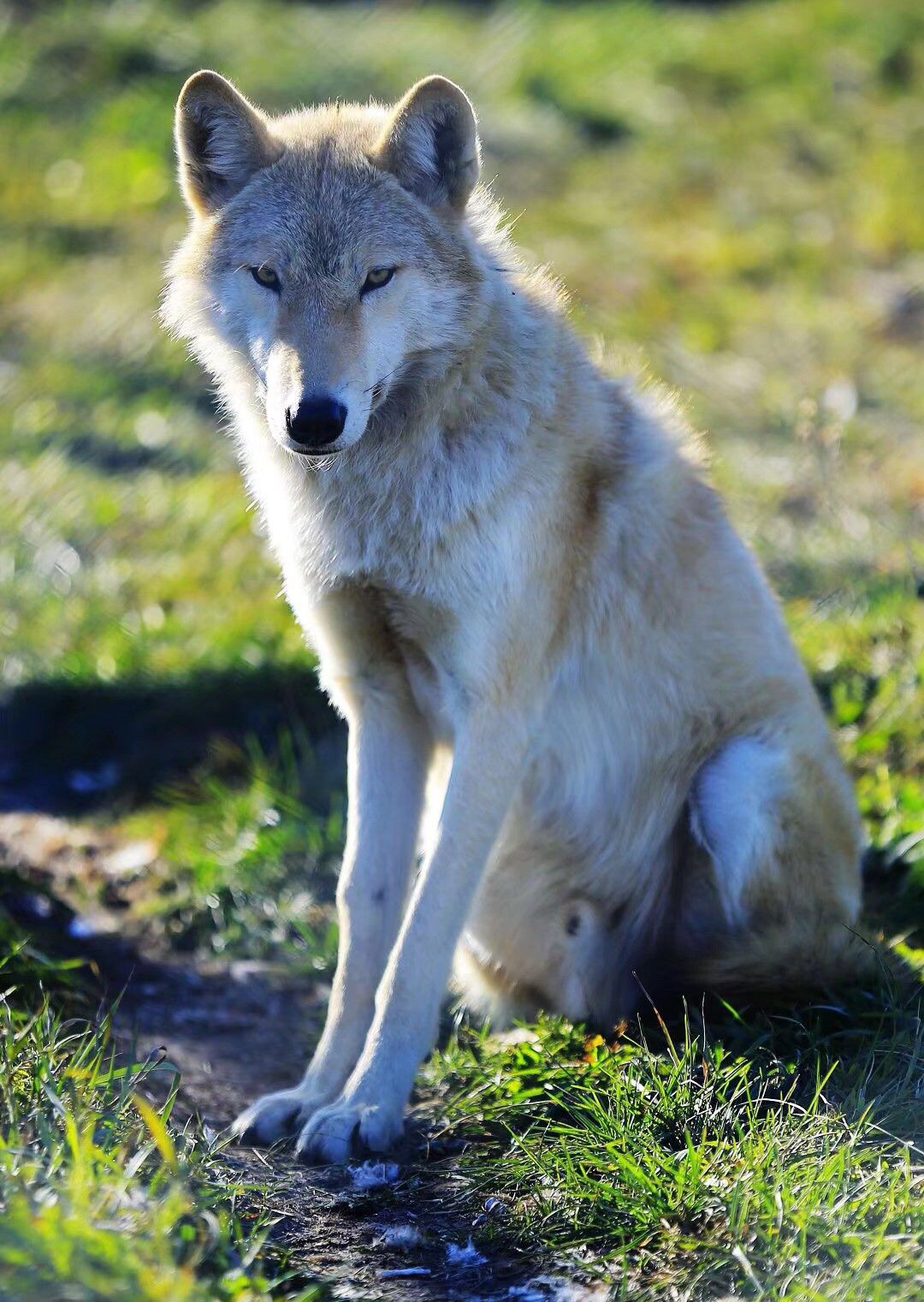 卓尔山下的白狼