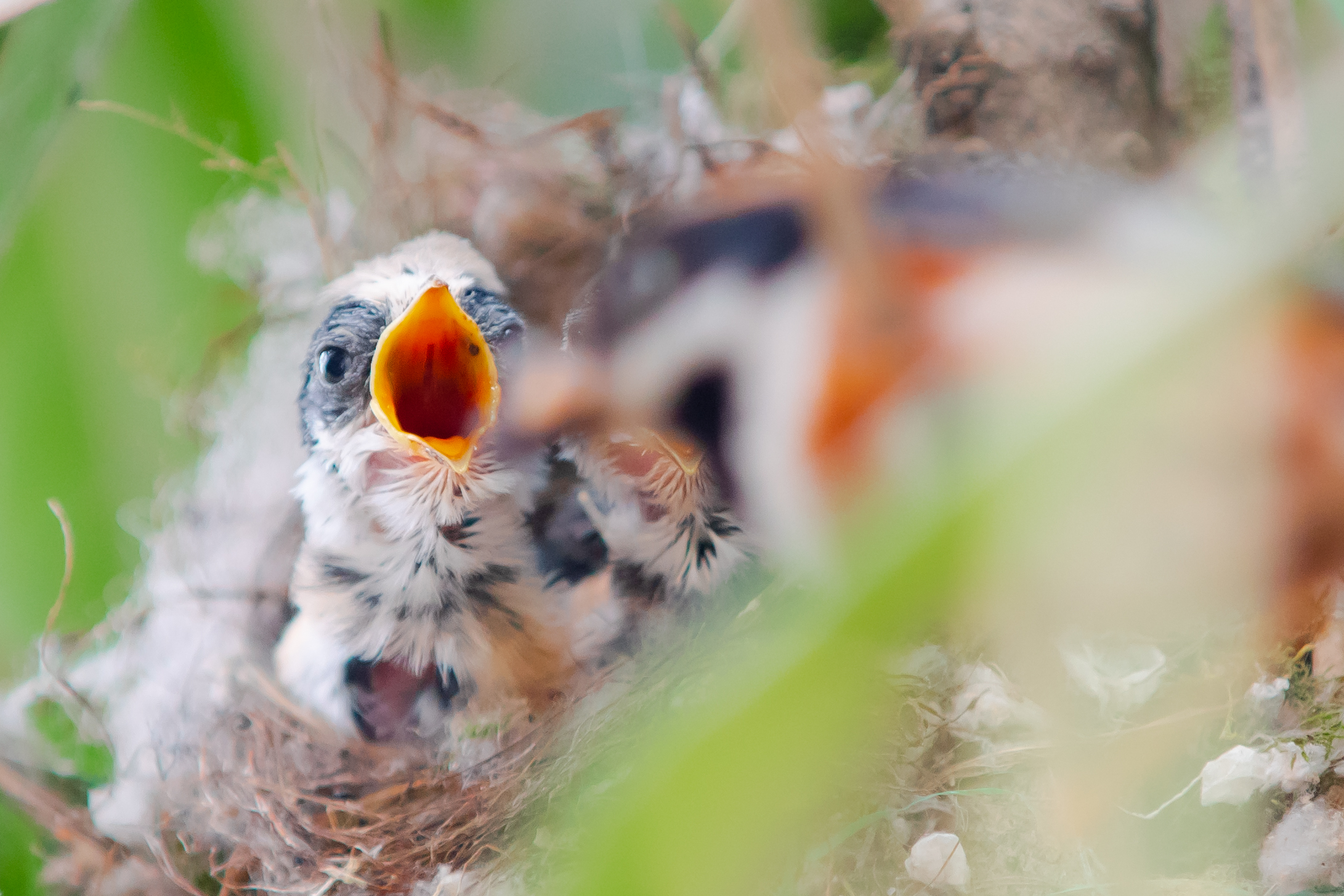 来看红头长尾山雀养育雏鸟的故事