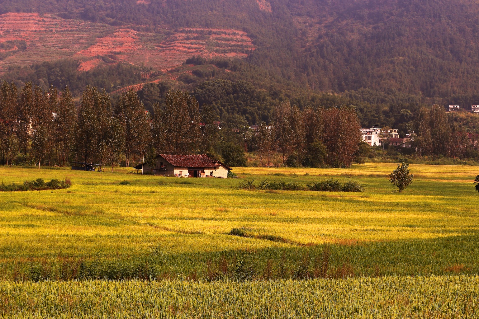 又见秋天的喜悦画圈里的江西省修水县何市镇田野