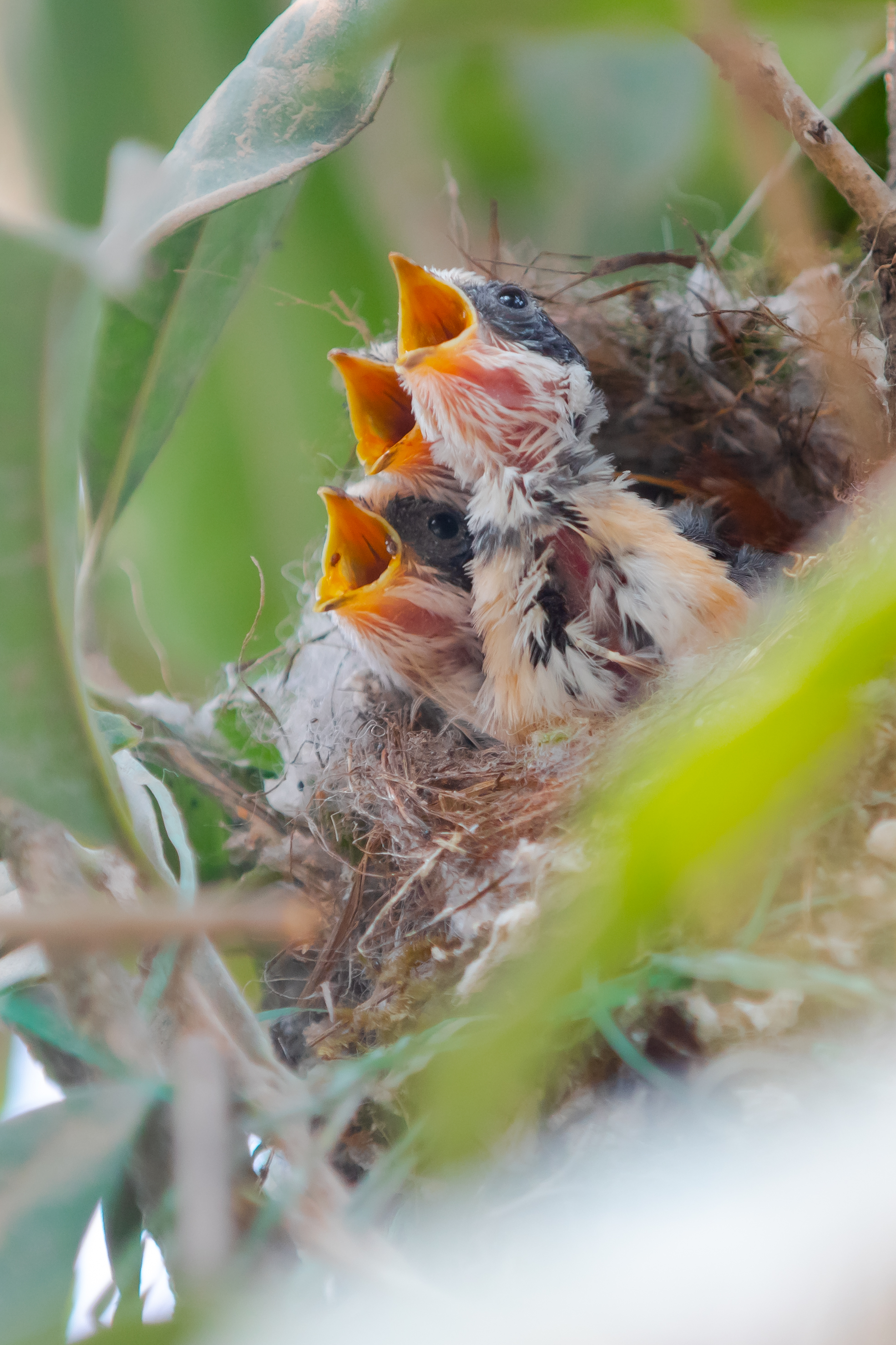 来看红头长尾山雀养育雏鸟的故事