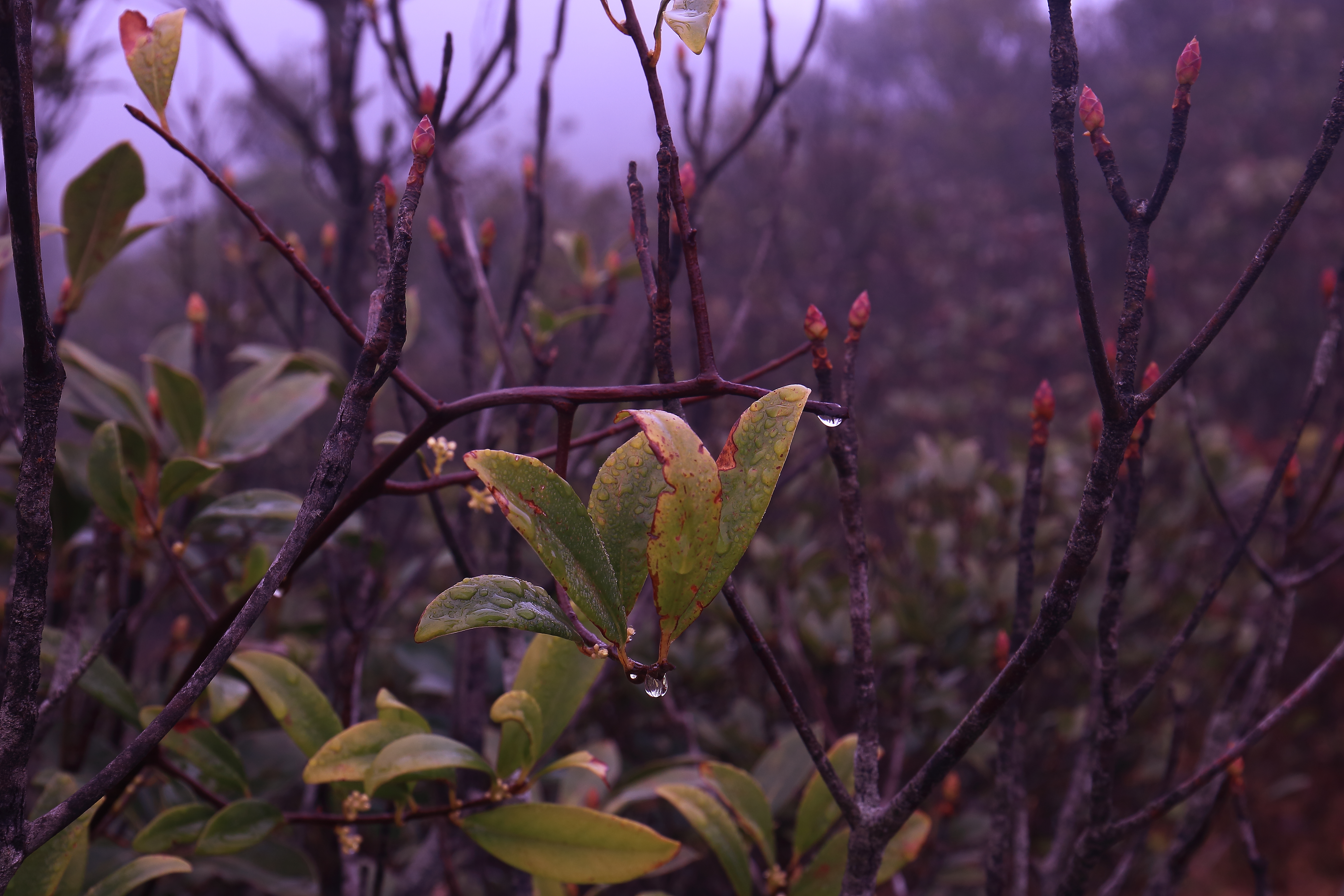 雨水-5.JPG