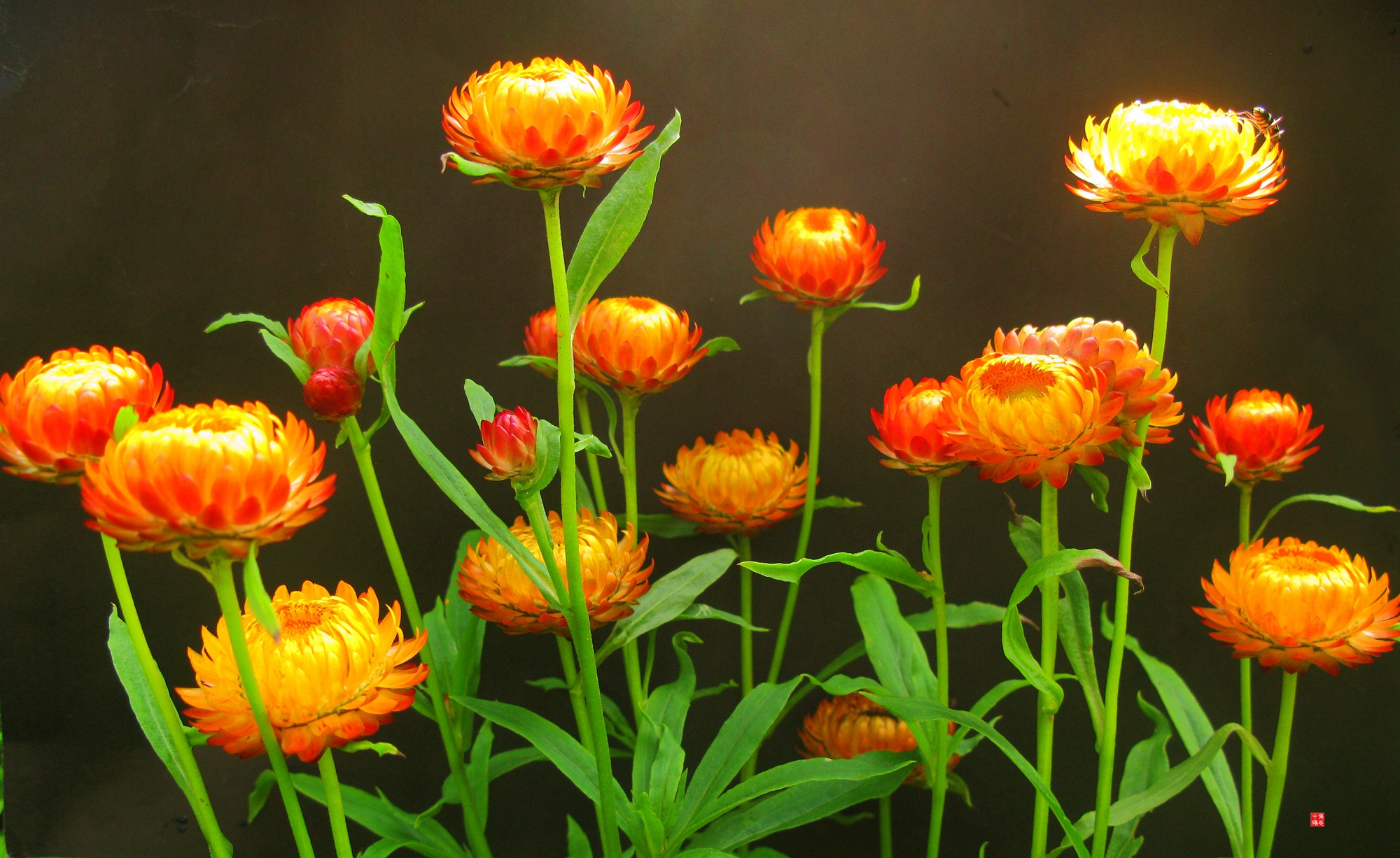 七律麦秆菊原创诗配照