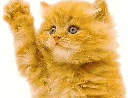 动黄猫.gif