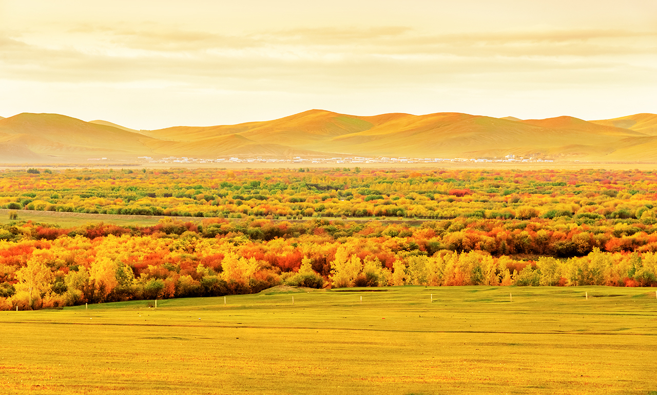 《金色秋天》 内蒙古呼伦贝尔草原 陆新生摄.jpg