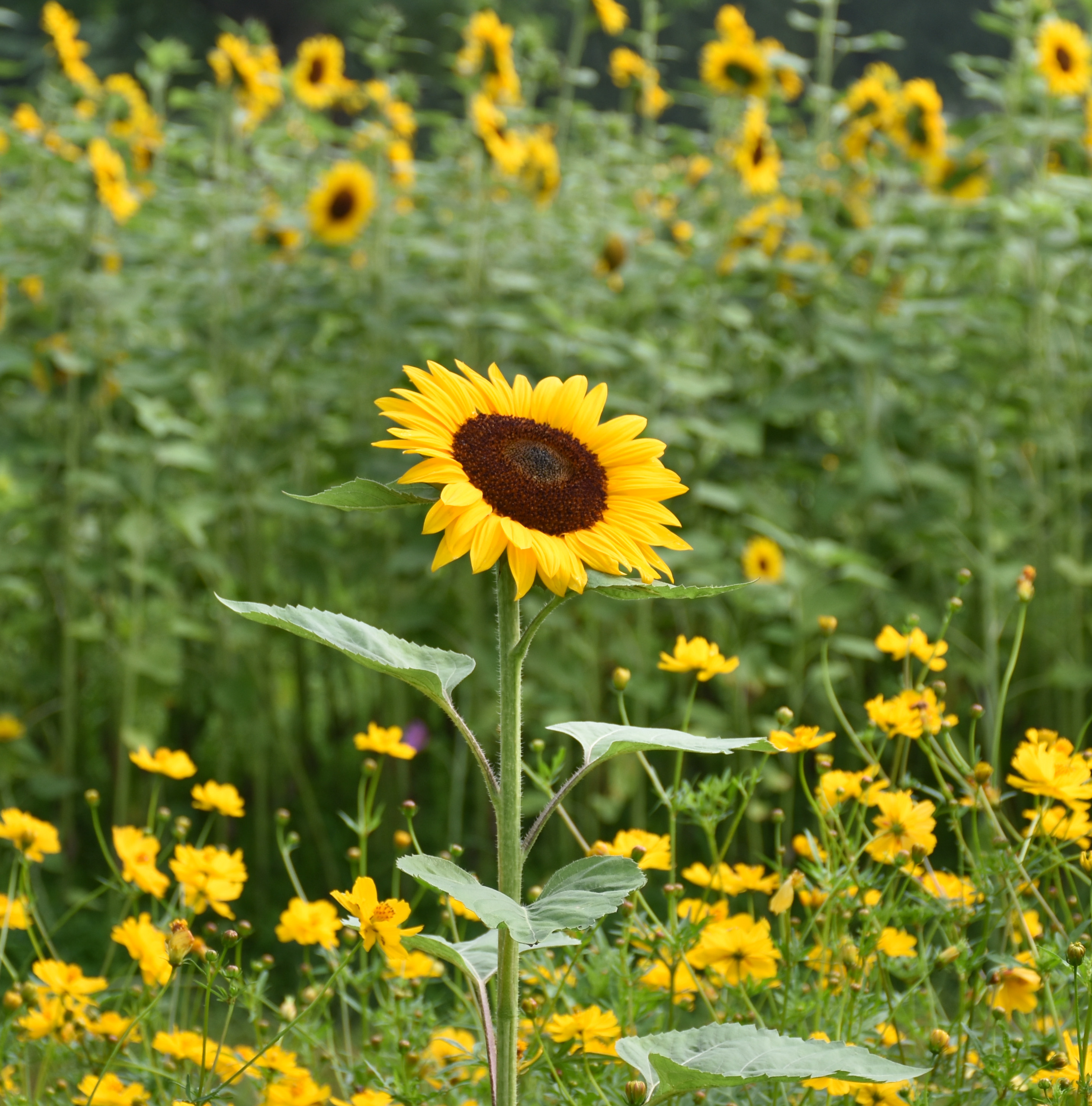 终于出来晒太阳了.仅存的一片向日葵,角度不是很好找.天线宝宝.