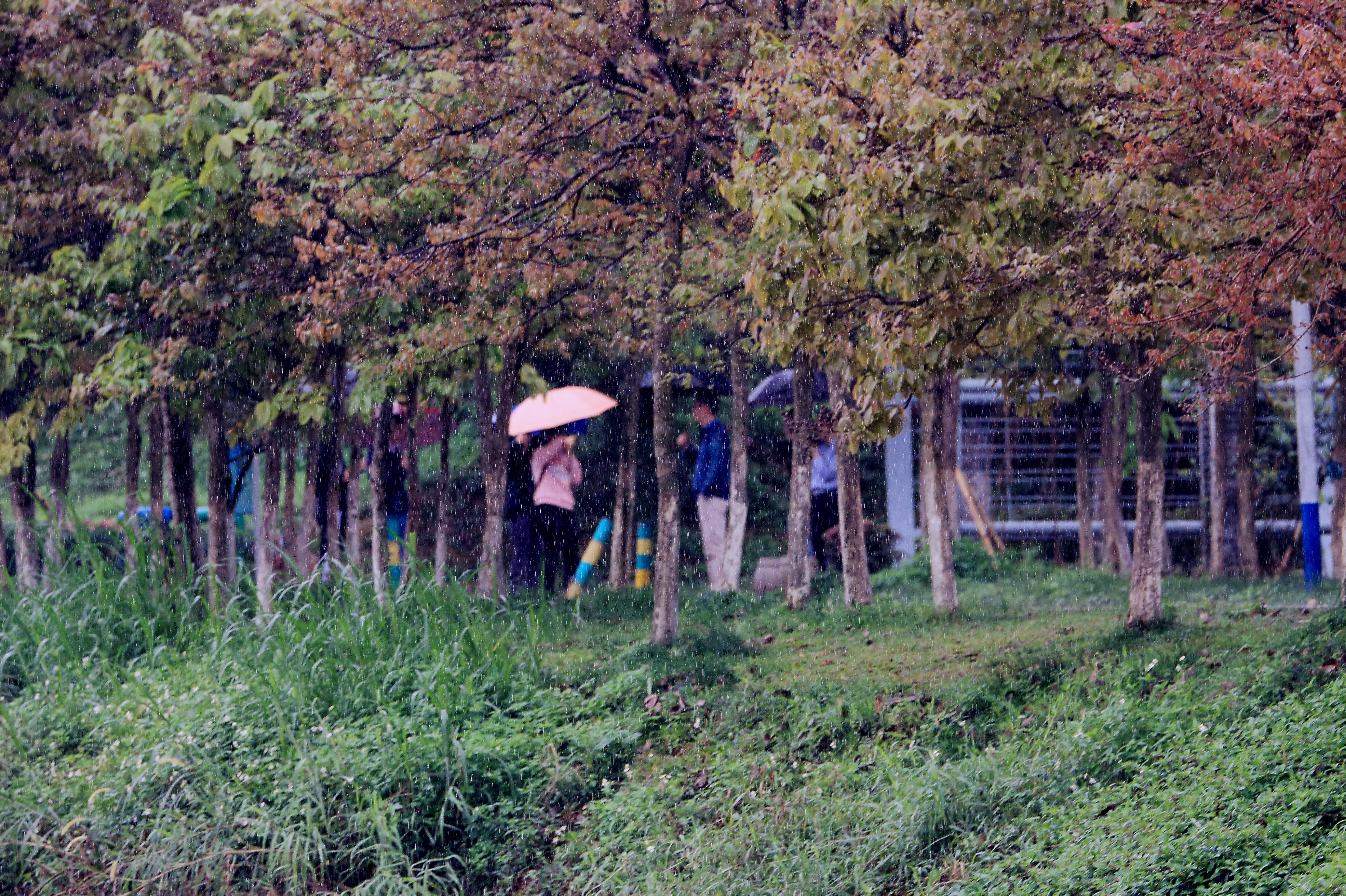 雨水-4.JPG