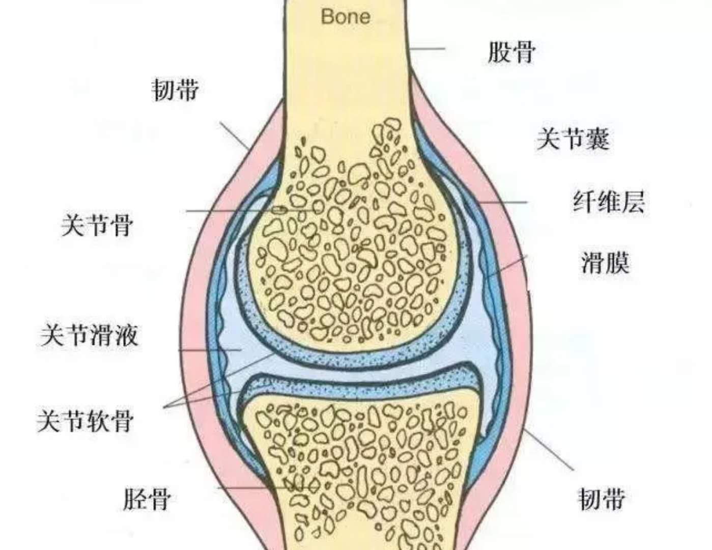 腿骨头图片结构图图片