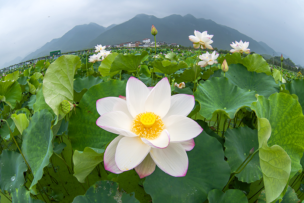 宣平白莲美如画