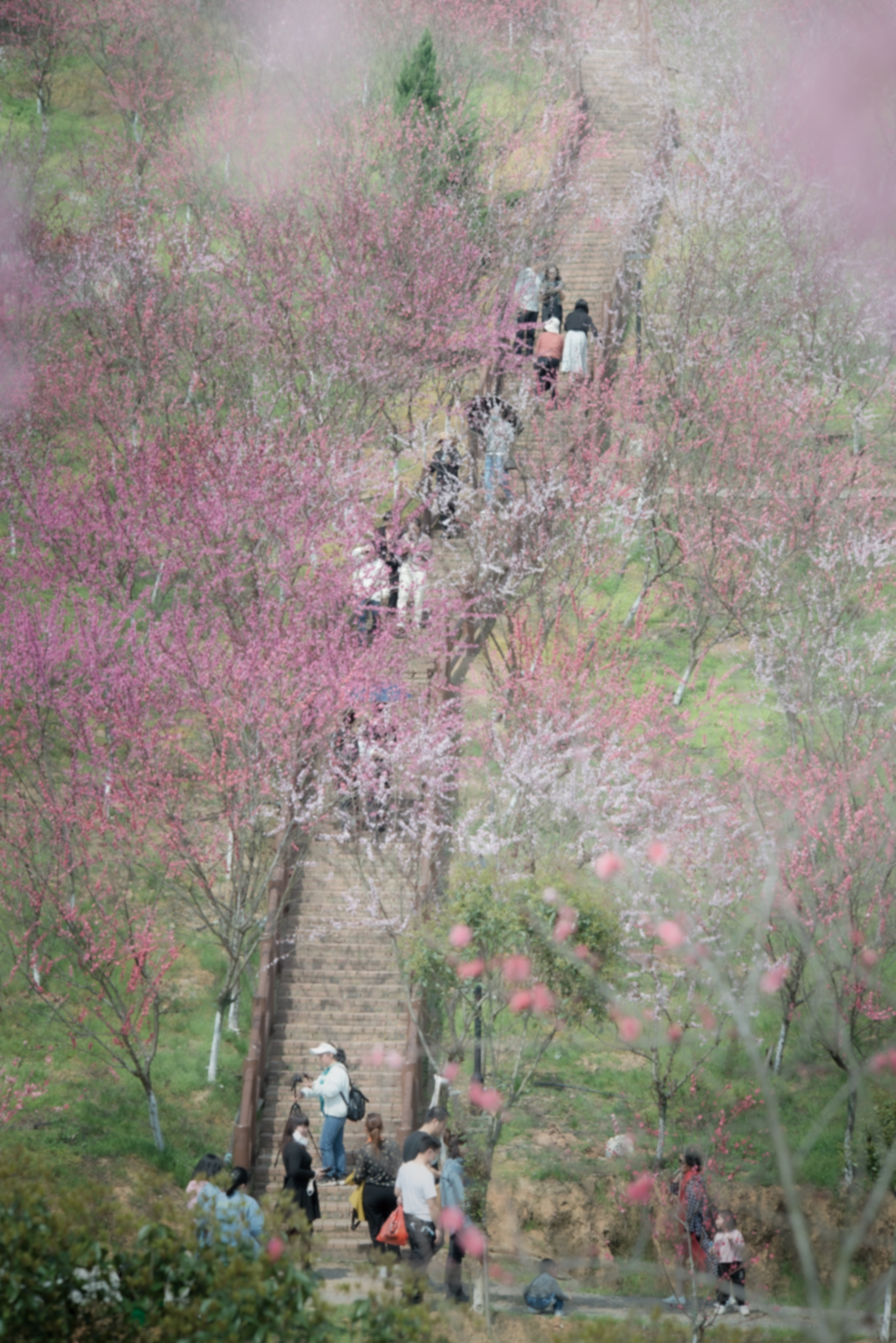 湘潭县梅林桥镇鼓励当地村民,在荒山上成片种植桃树,梨树等不同的果树