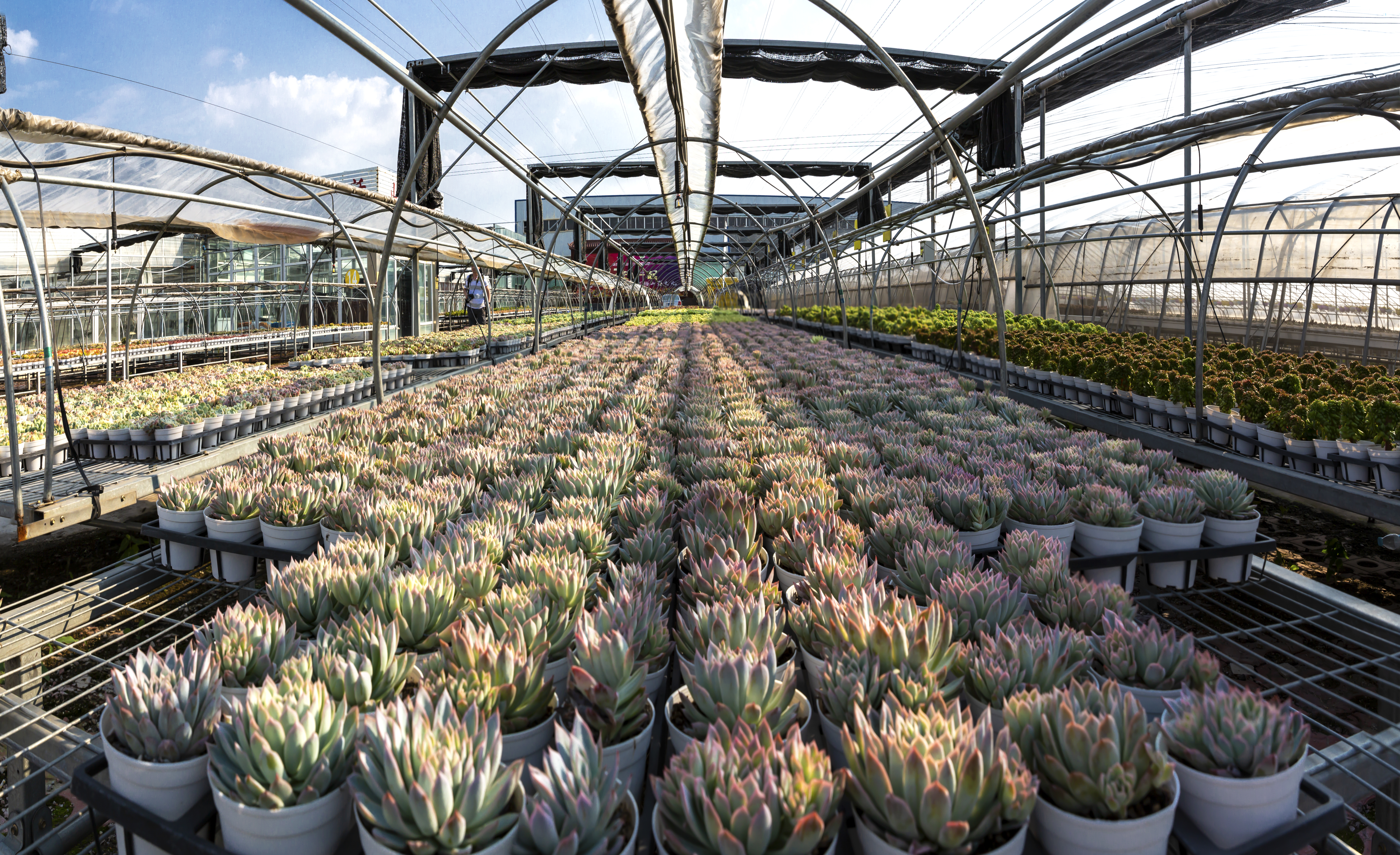 拍摄于2020年9月27日济南市市中区仁里村山东山盛花卉多肉基地