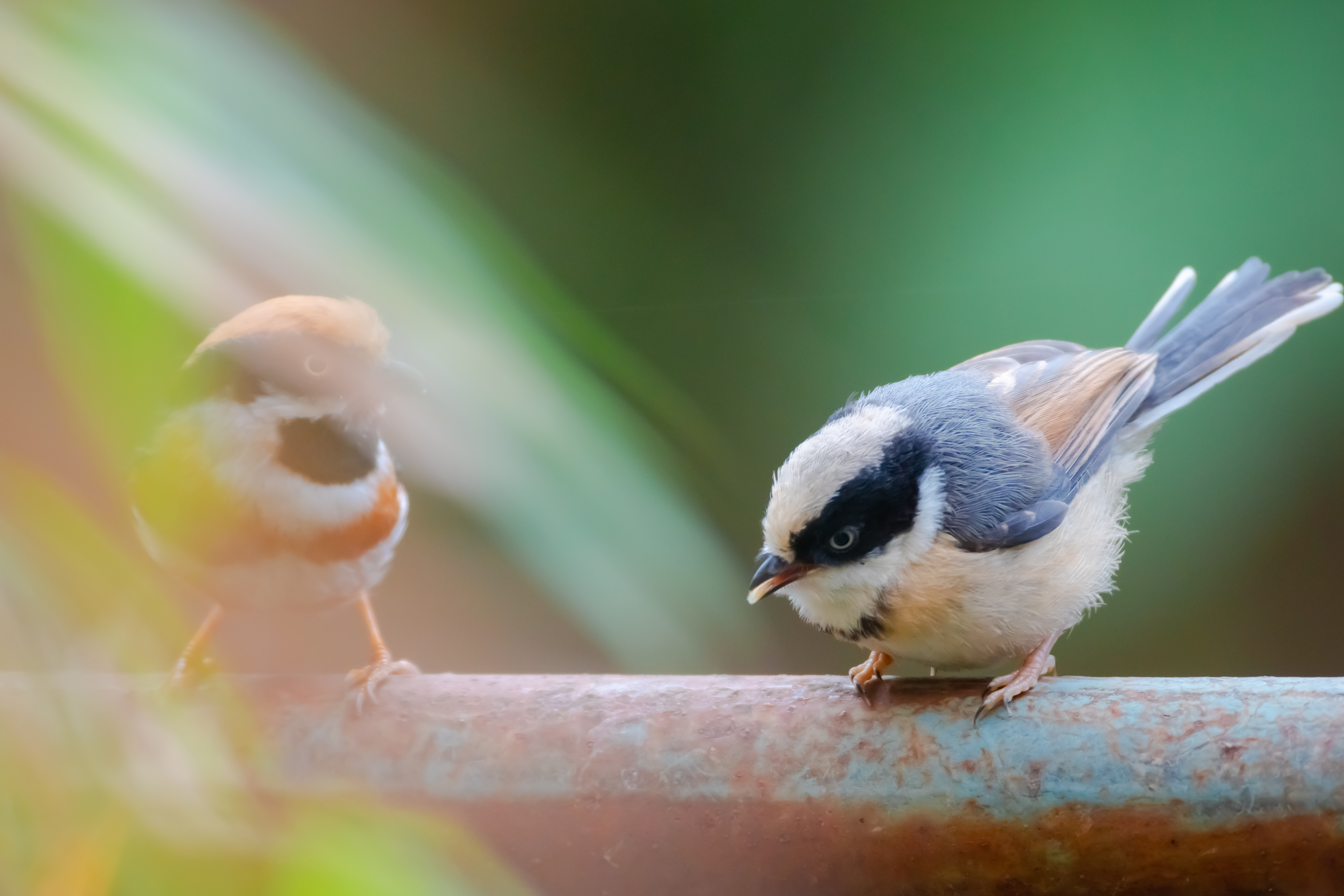 来看红头长尾山雀养育雏鸟的故事